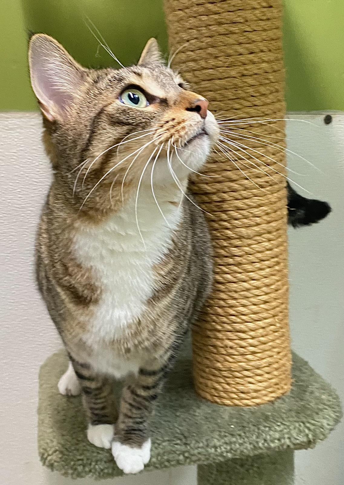 Enlarge Bidi (very friendly), a ADOPTABLE Domestic Short Hair in Los Angeles, CA image 3/6