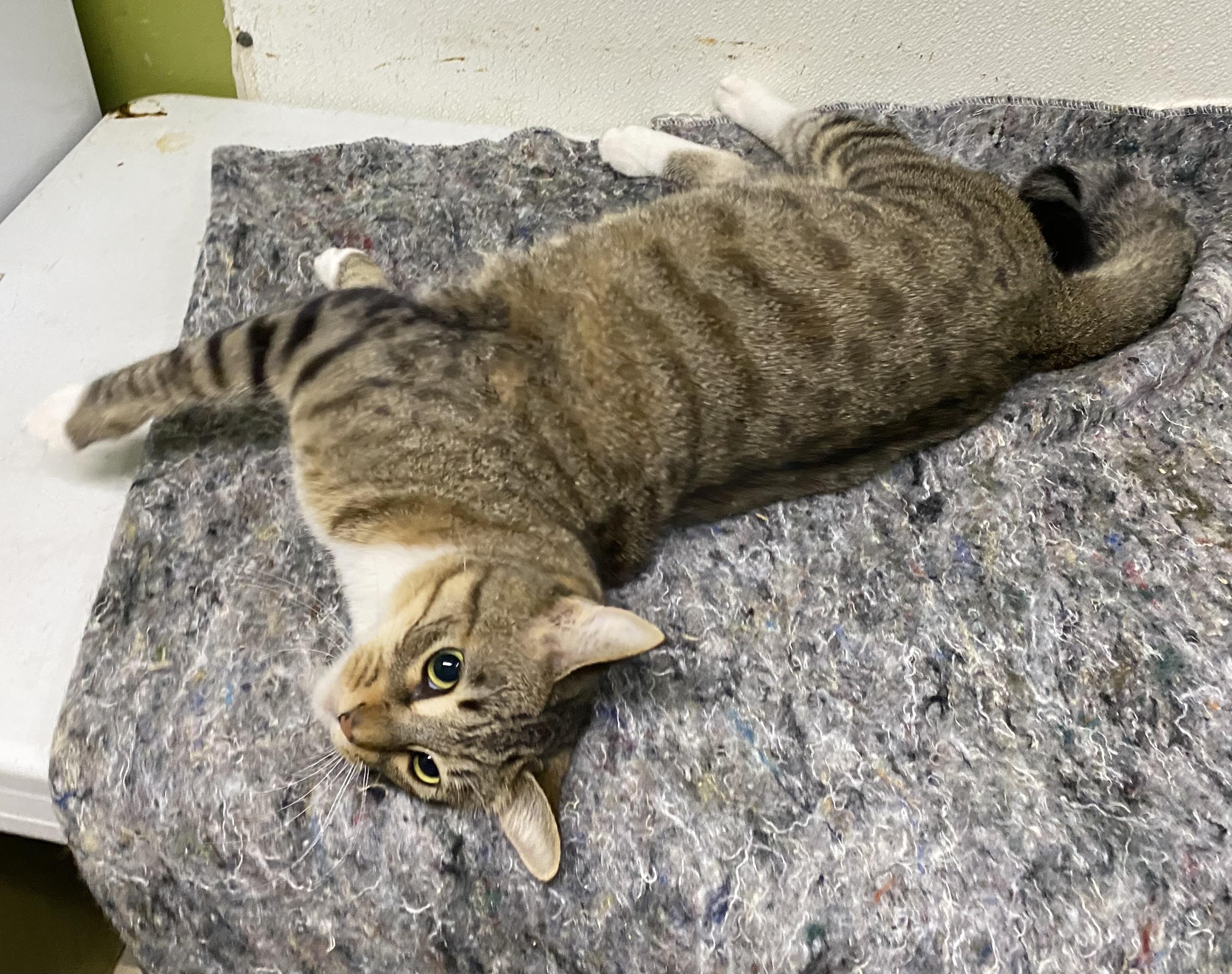 Bidi (very friendly), a ADOPTABLE Domestic Short Hair in Los Angeles, CA image 2/4