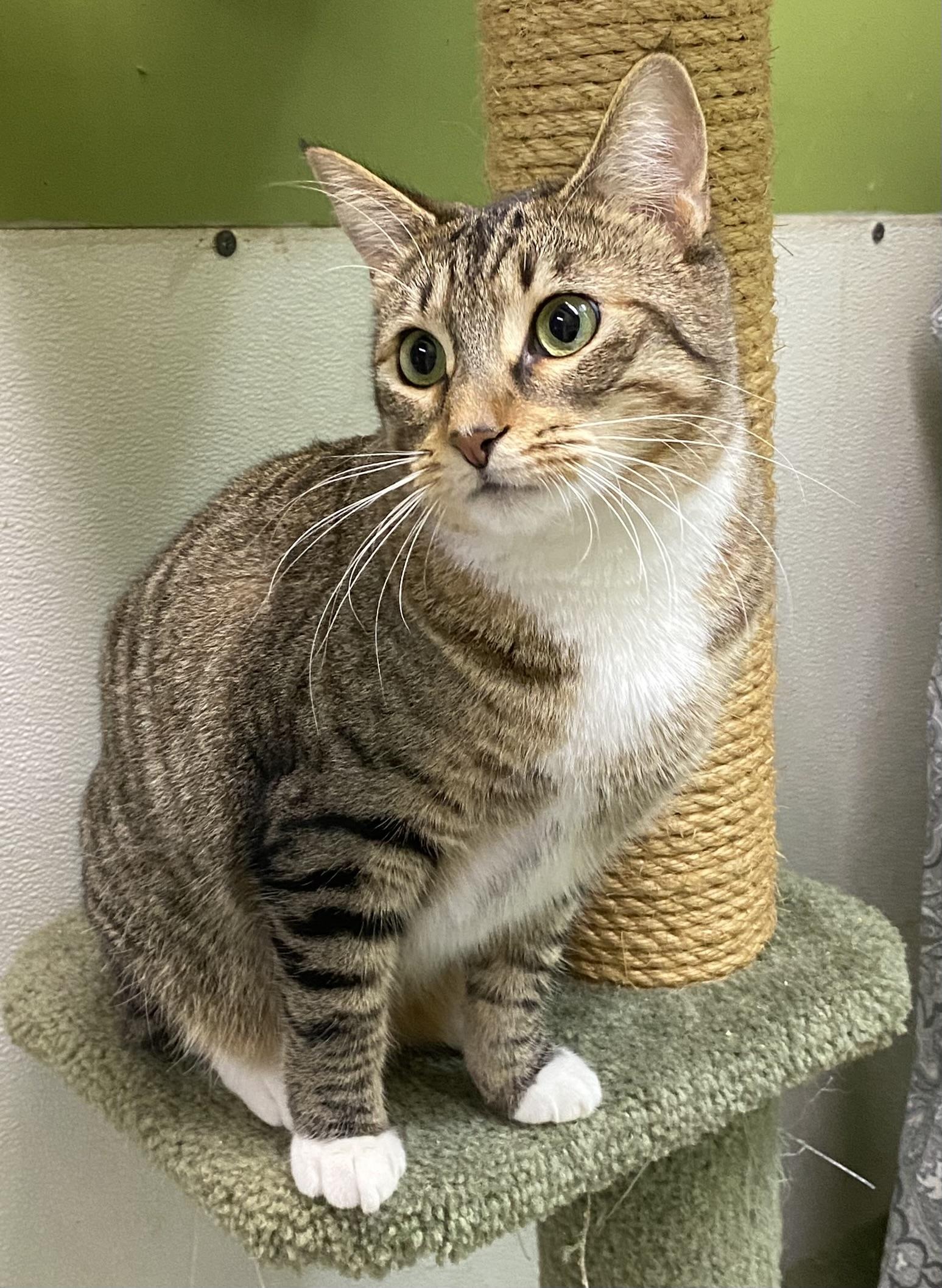Bidi (very friendly), a ADOPTABLE Domestic Short Hair in Los Angeles, CA image 4/4
