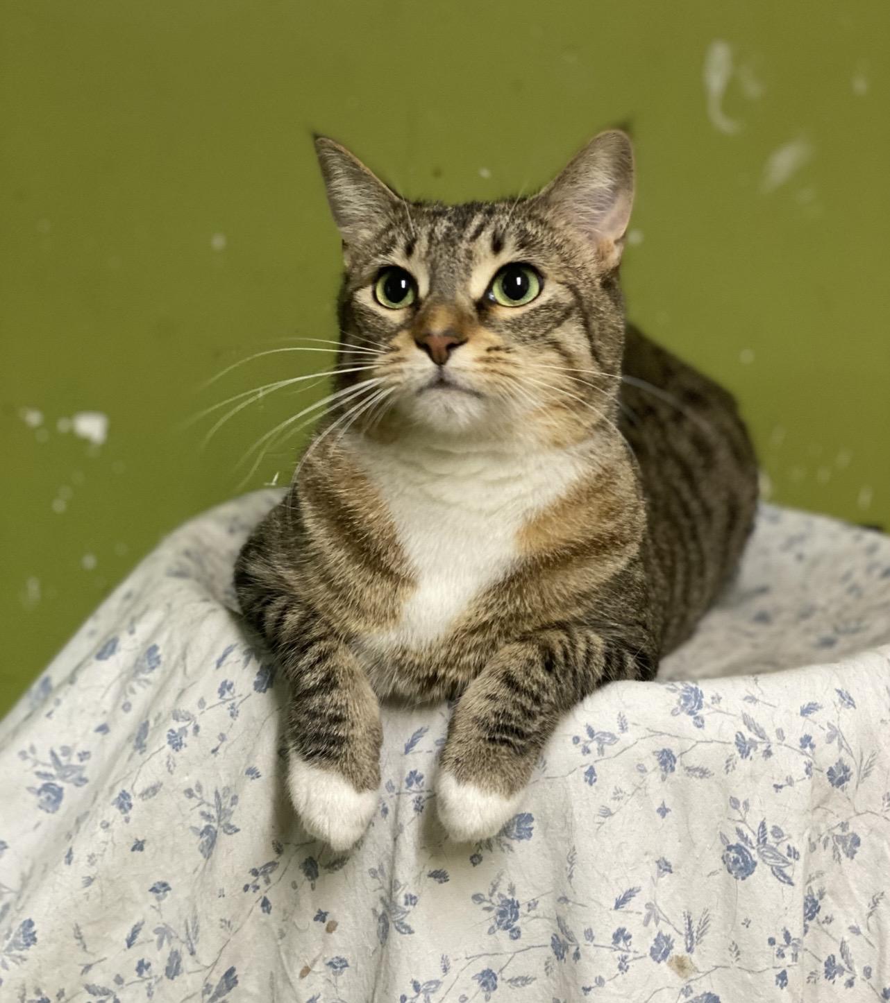 Bidi (very friendly), a ADOPTABLE Domestic Short Hair in Los Angeles, CA image 3/4