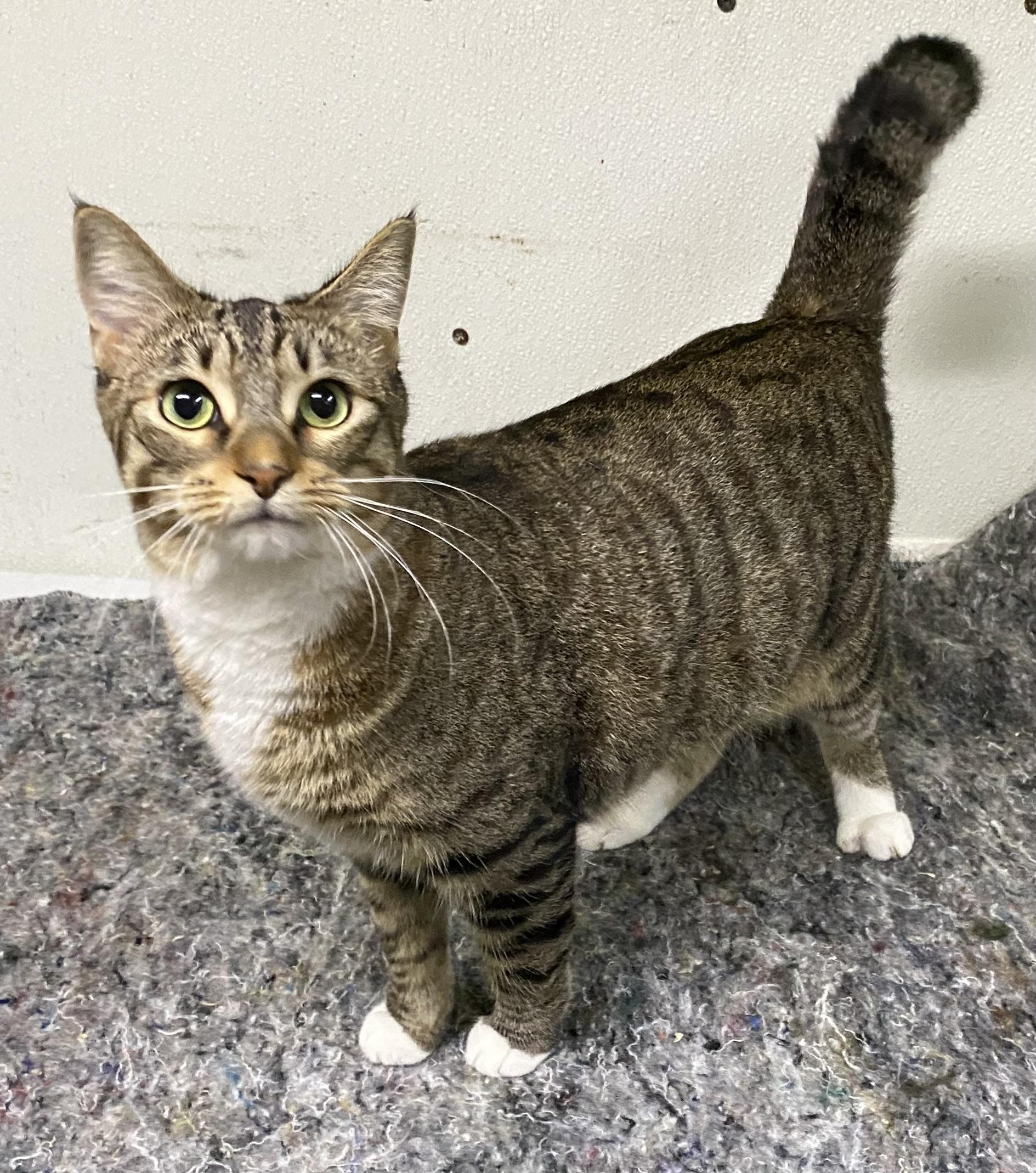 Bidi (very friendly), ADOPTABLE, Adult Female Domestic Short Hair.