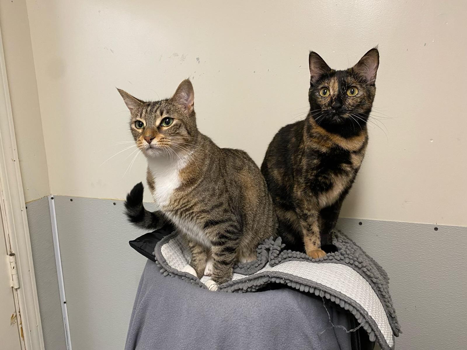 Enlarge Bidi (very friendly), a ADOPTABLE Domestic Short Hair in Los Angeles, CA image 6/6