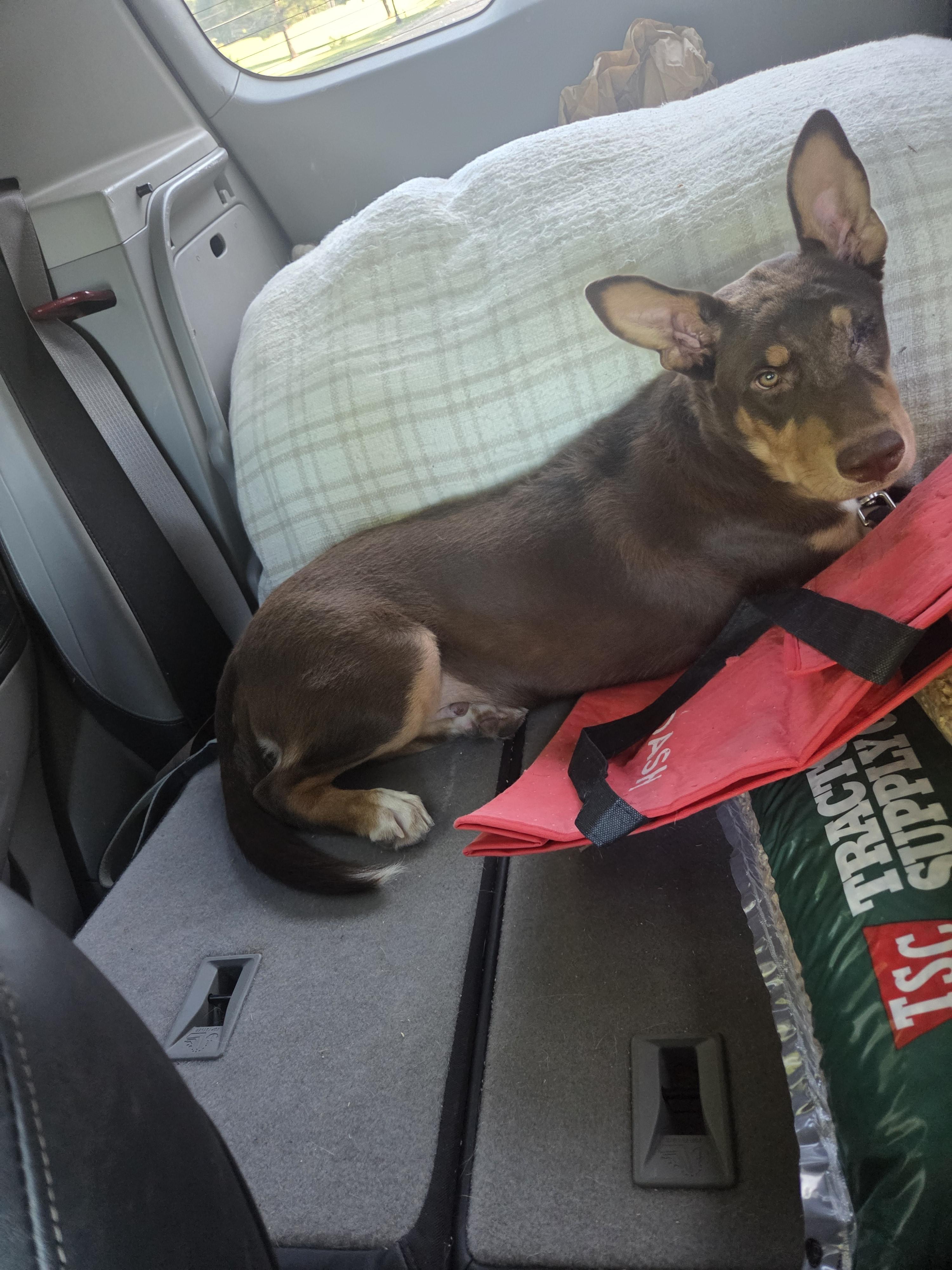 Enlarge Rusty, a Adopted mixed breed in Raymond, MS image 2/3