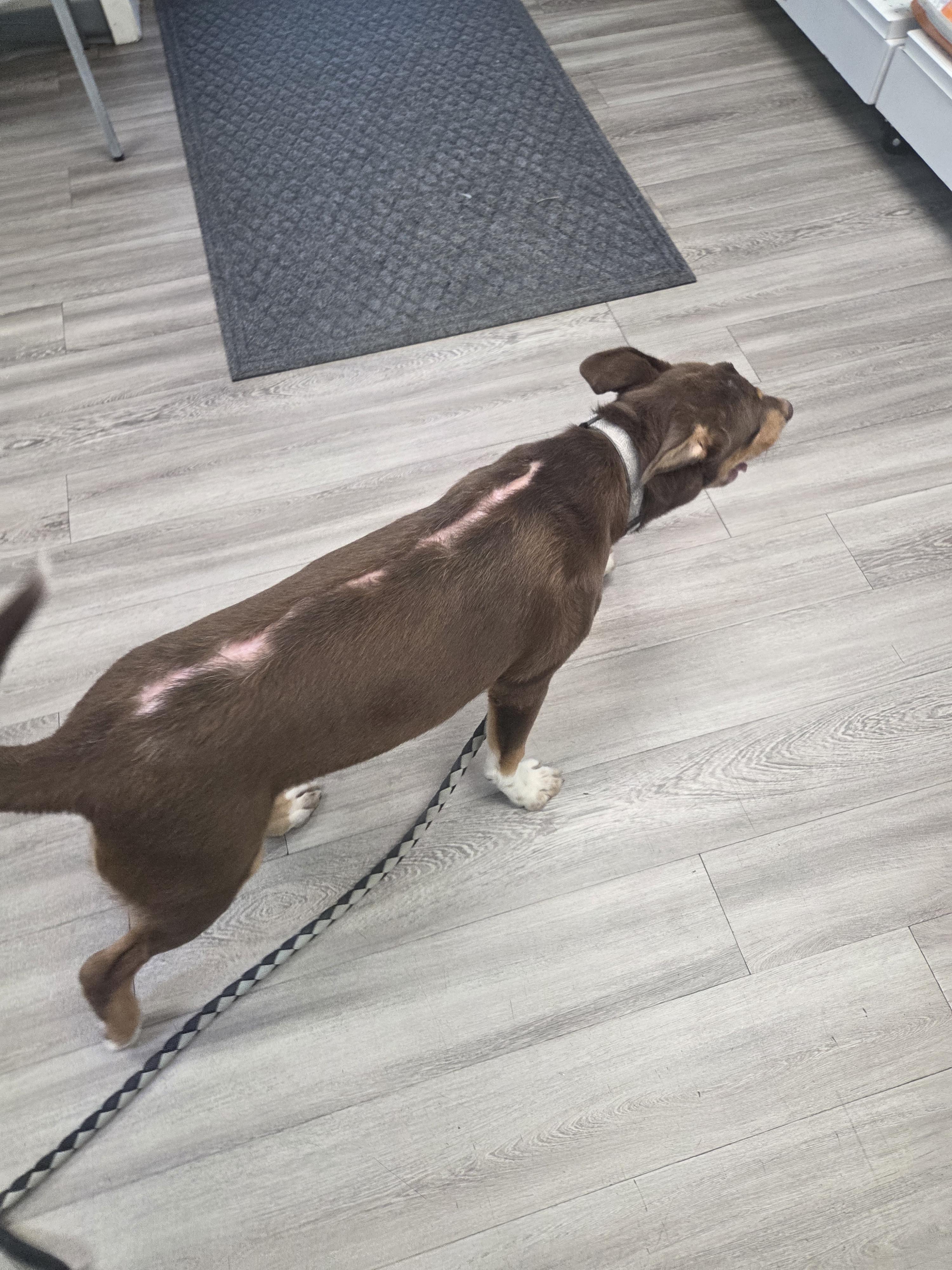 Enlarge Rusty, a Adopted mixed breed in Raymond, MS image 3/3