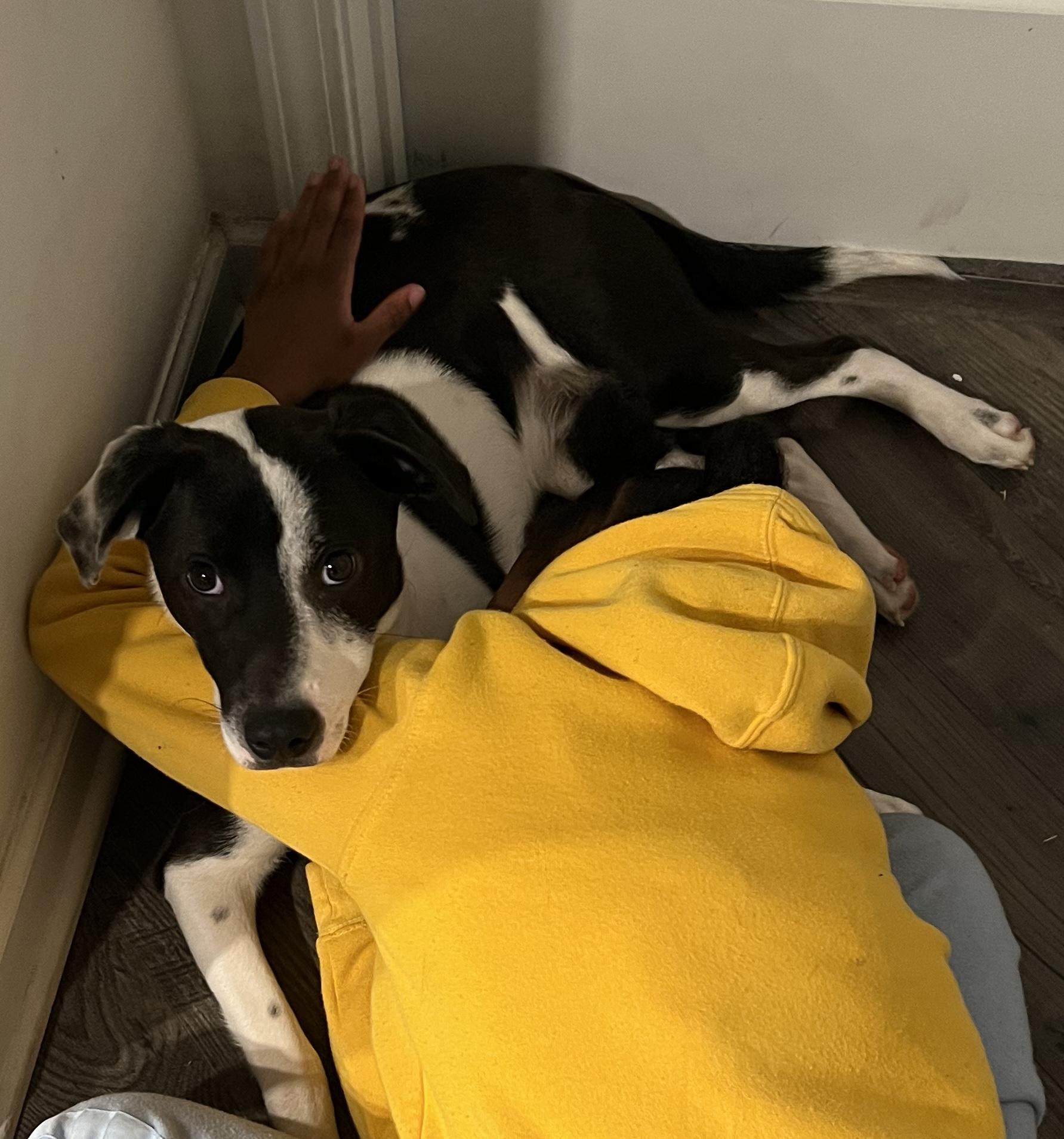 Enlarge  Milo           Zeppelin Rockstar pup, an adoptable mixed breed in Mount Juliet, TN image 2/3