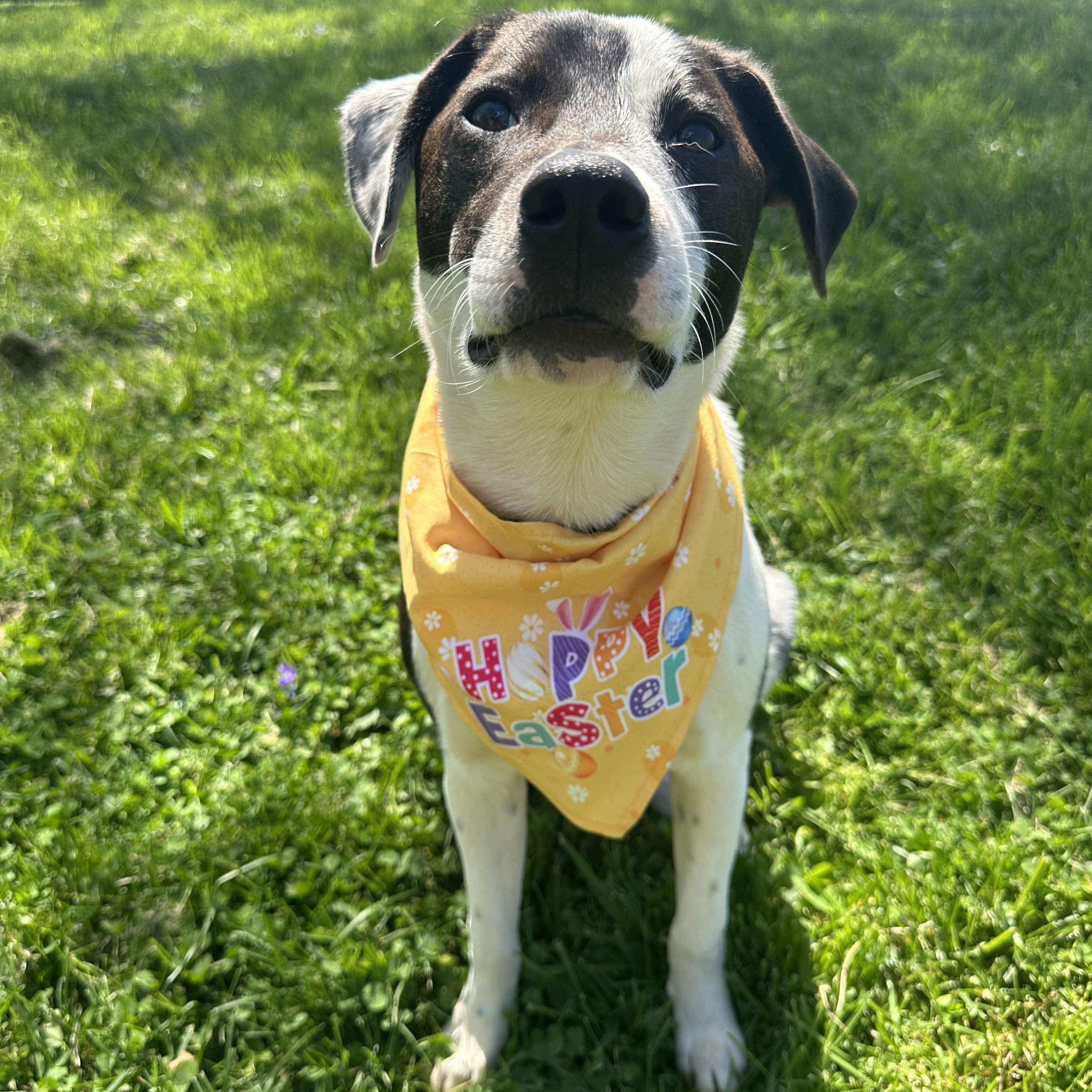 Enlarge  Milo           Zeppelin Rockstar pup, an adoptable mixed breed in Mount Juliet, TN image 5/6