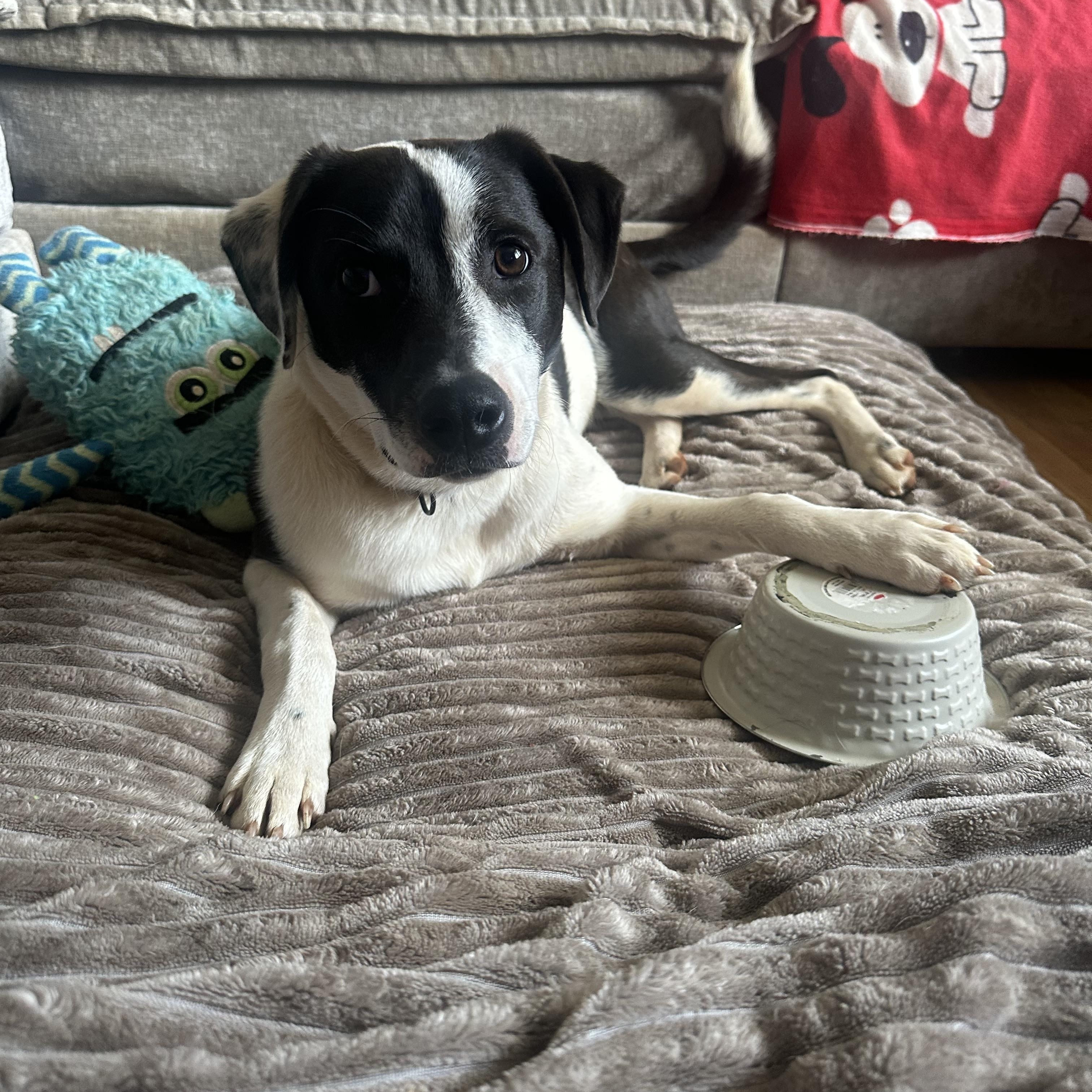 Enlarge  Milo           Zeppelin Rockstar pup, an adoptable mixed breed in Mount Juliet, TN image 4/6