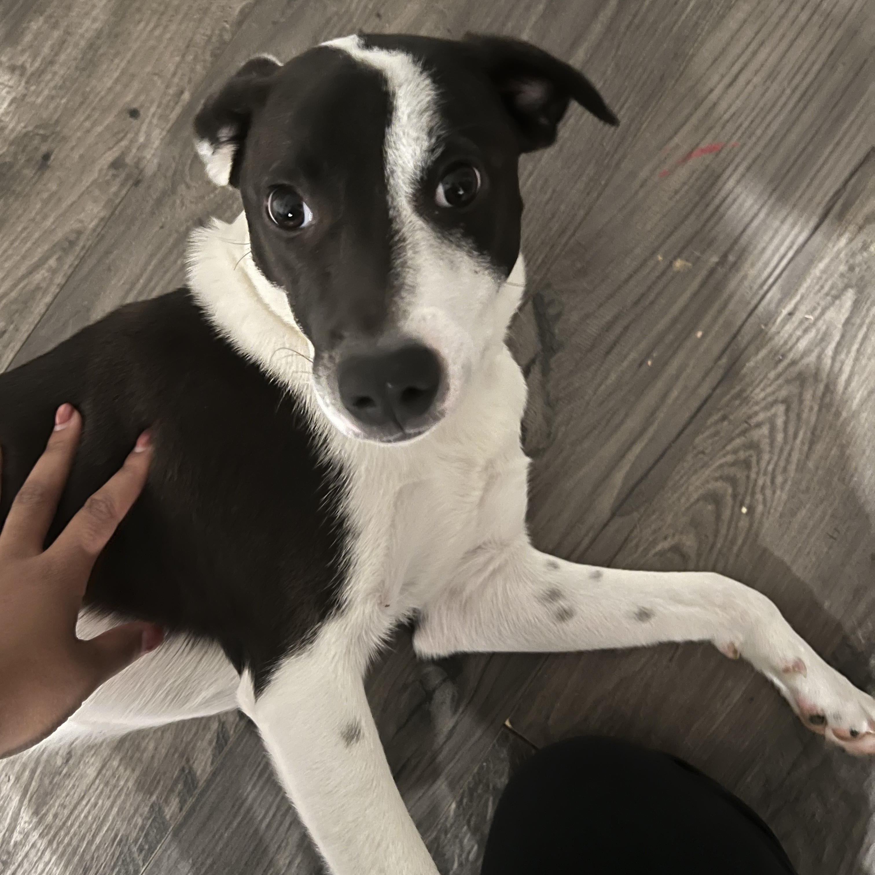  Milo           Zeppelin Rockstar pup, adoptable, Young Male Whippet & Terrier.