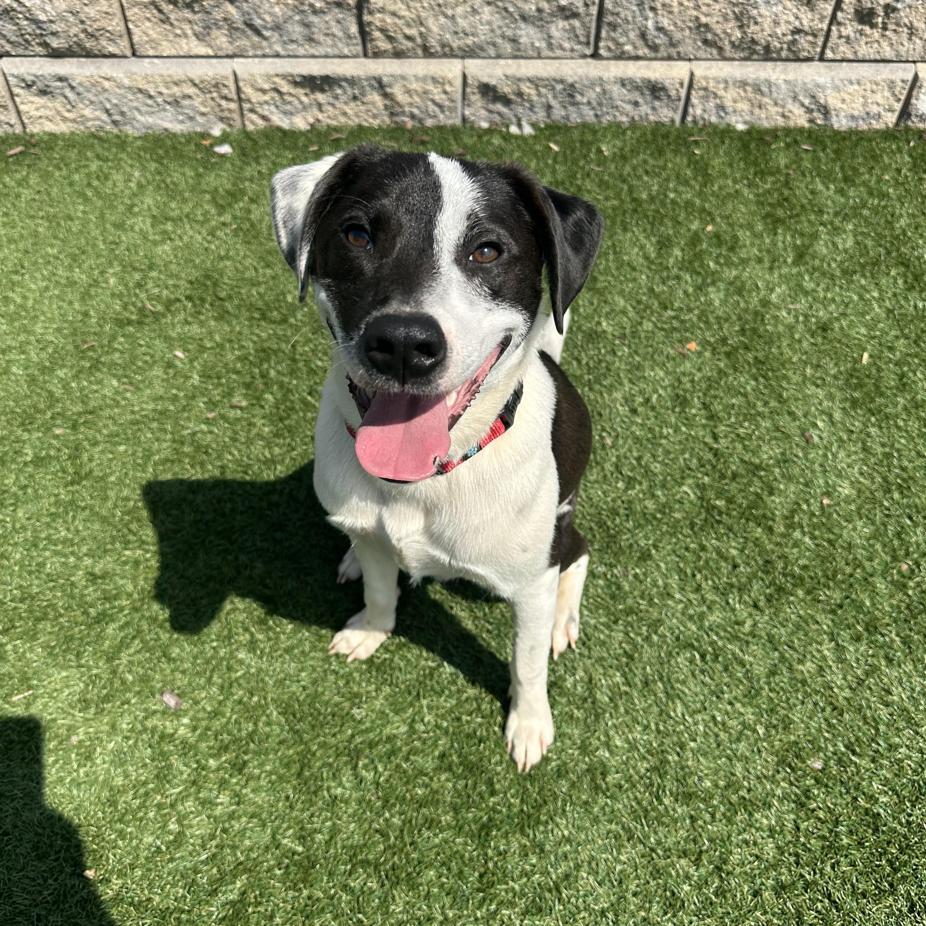 Enlarge  Milo           Zeppelin Rockstar pup, an adoptable mixed breed in Mount Juliet, TN image 3/6