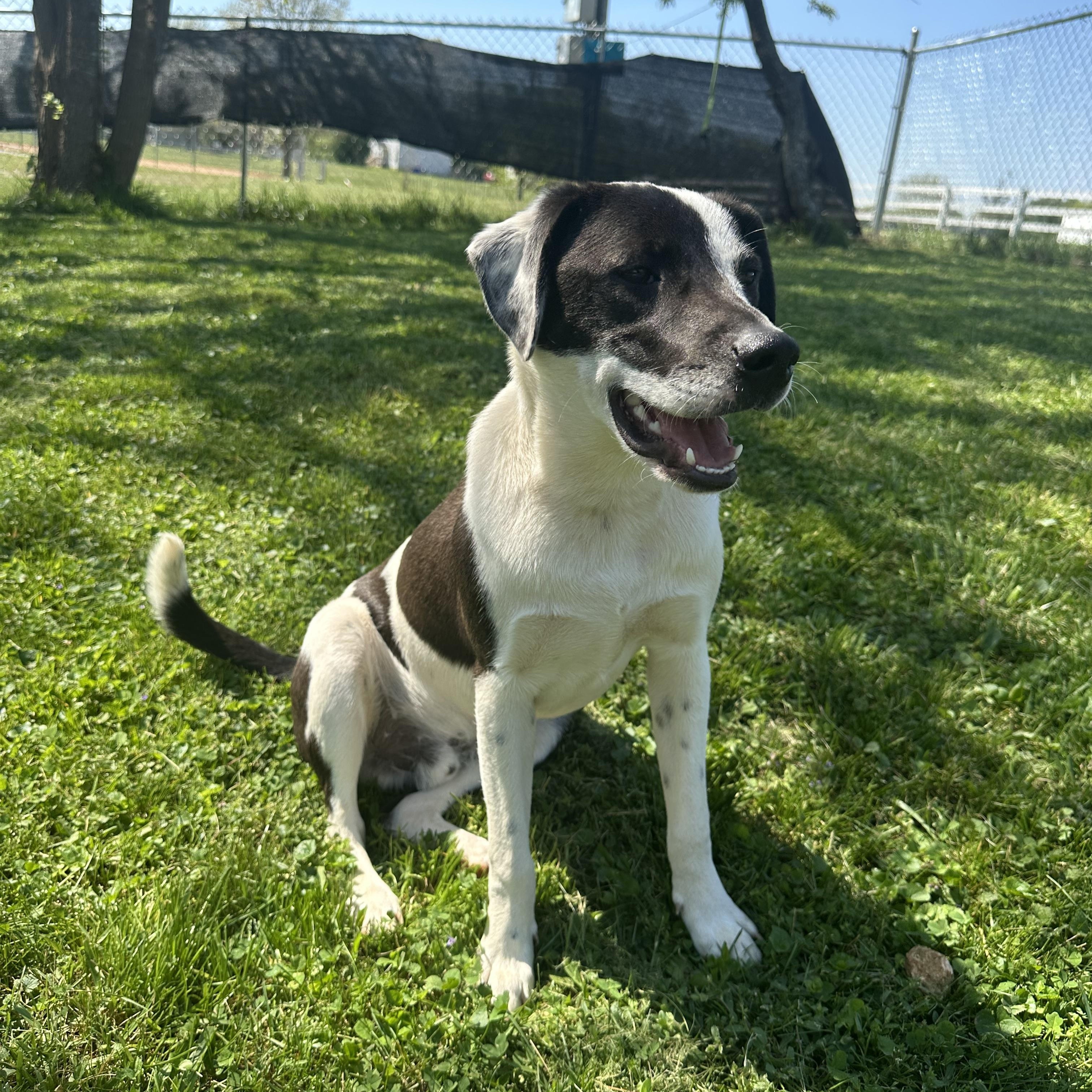  Milo           Zeppelin Rockstar pup, adoptable, Young Male Whippet & Terrier.