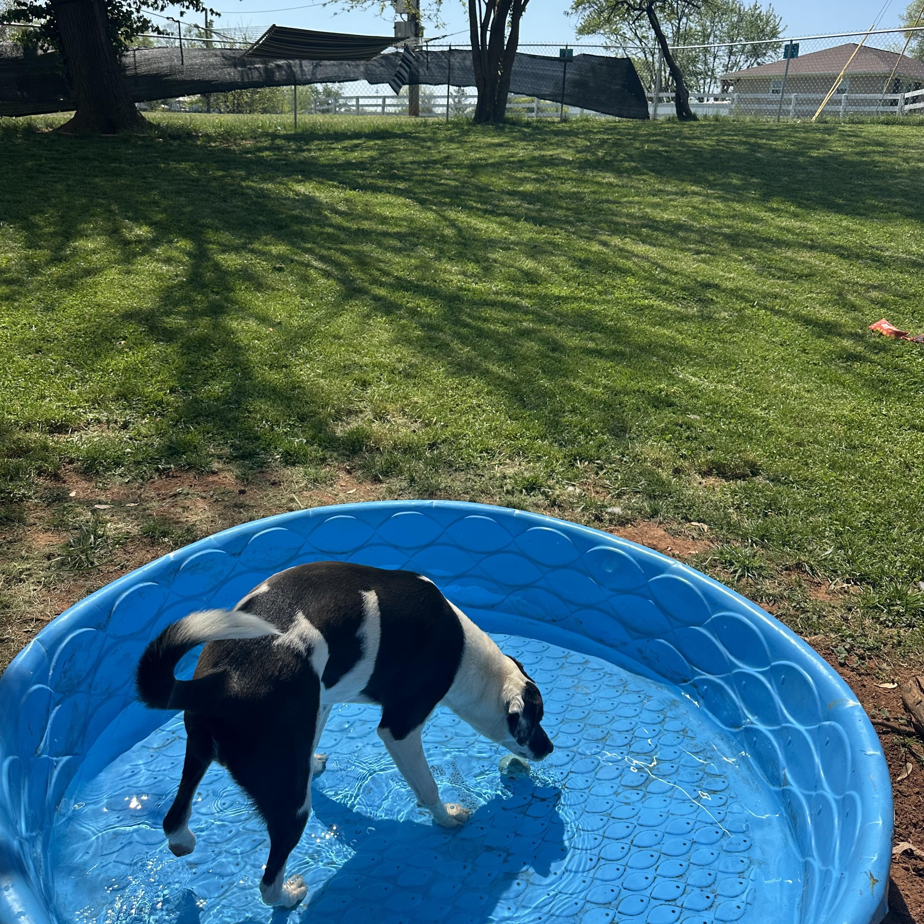 Enlarge  Milo           Zeppelin Rockstar pup, an adoptable mixed breed in Mount Juliet, TN image 2/6