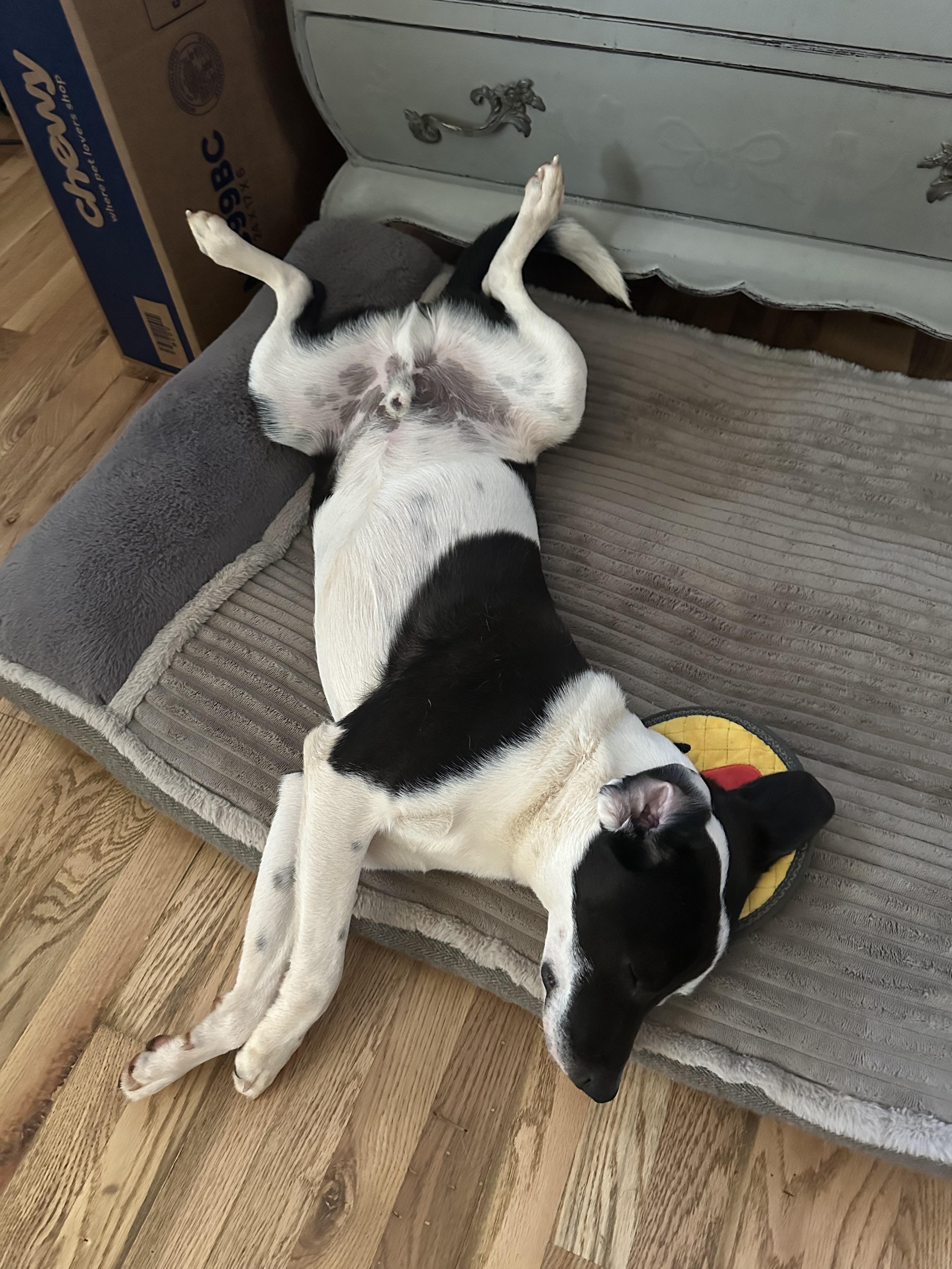 Enlarge  Milo           Zeppelin Rockstar pup, an adoptable mixed breed in Mount Juliet, TN image 6/6