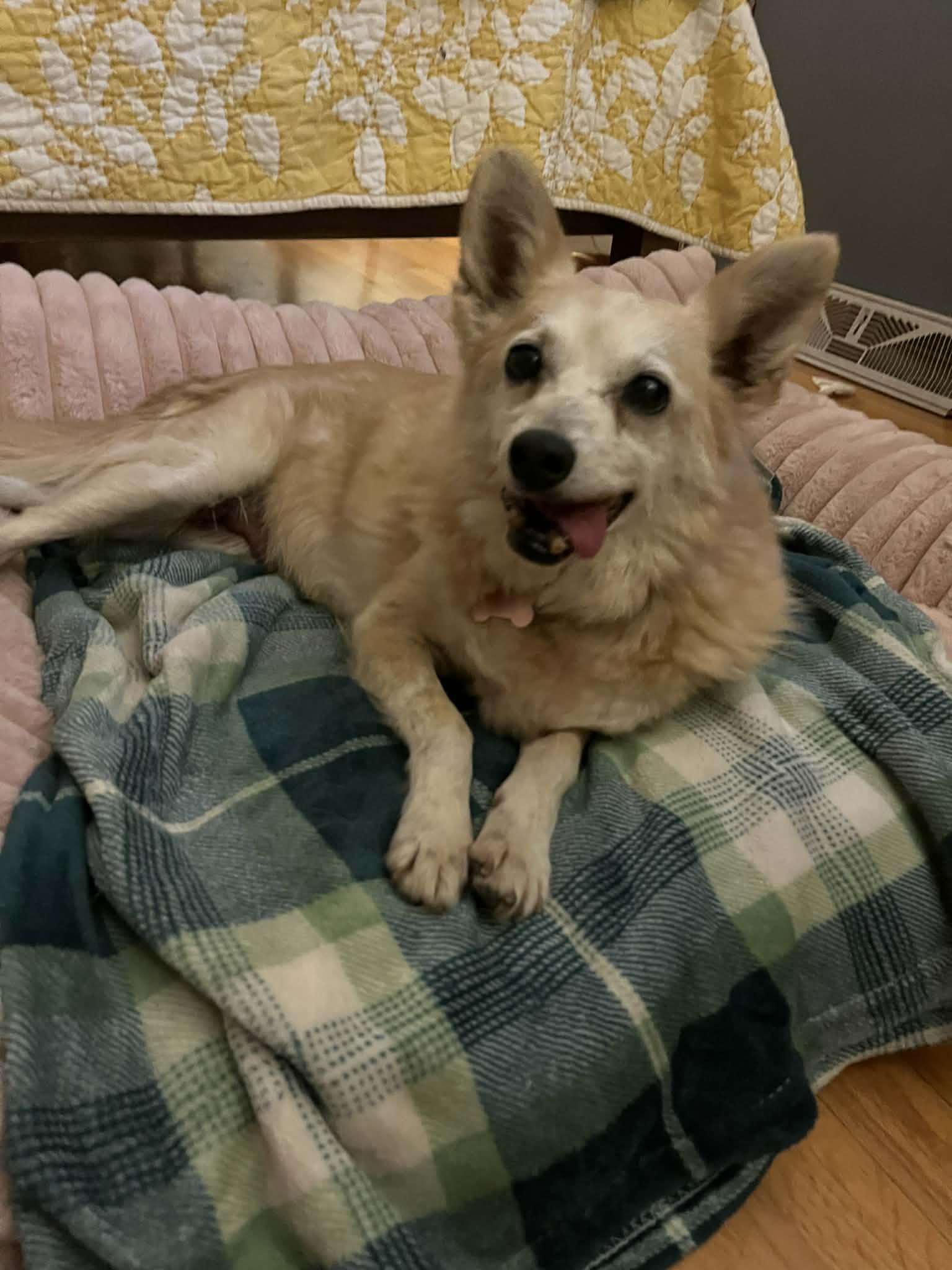 Pax, a ADOPTABLE mixed breed in Whitewater, WI image 3/6