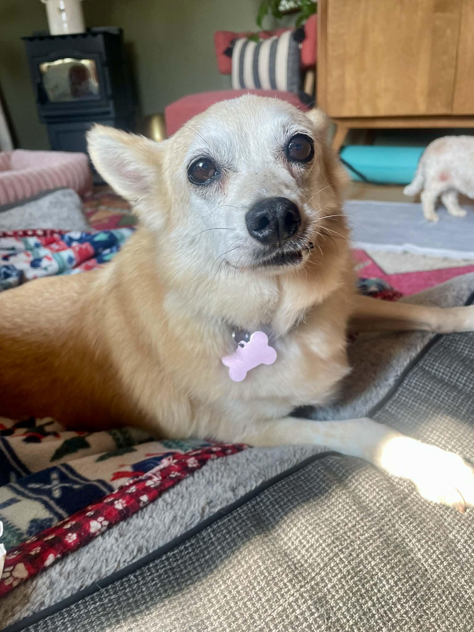Pax, a ADOPTABLE mixed breed in Whitewater, WI image 2/6
