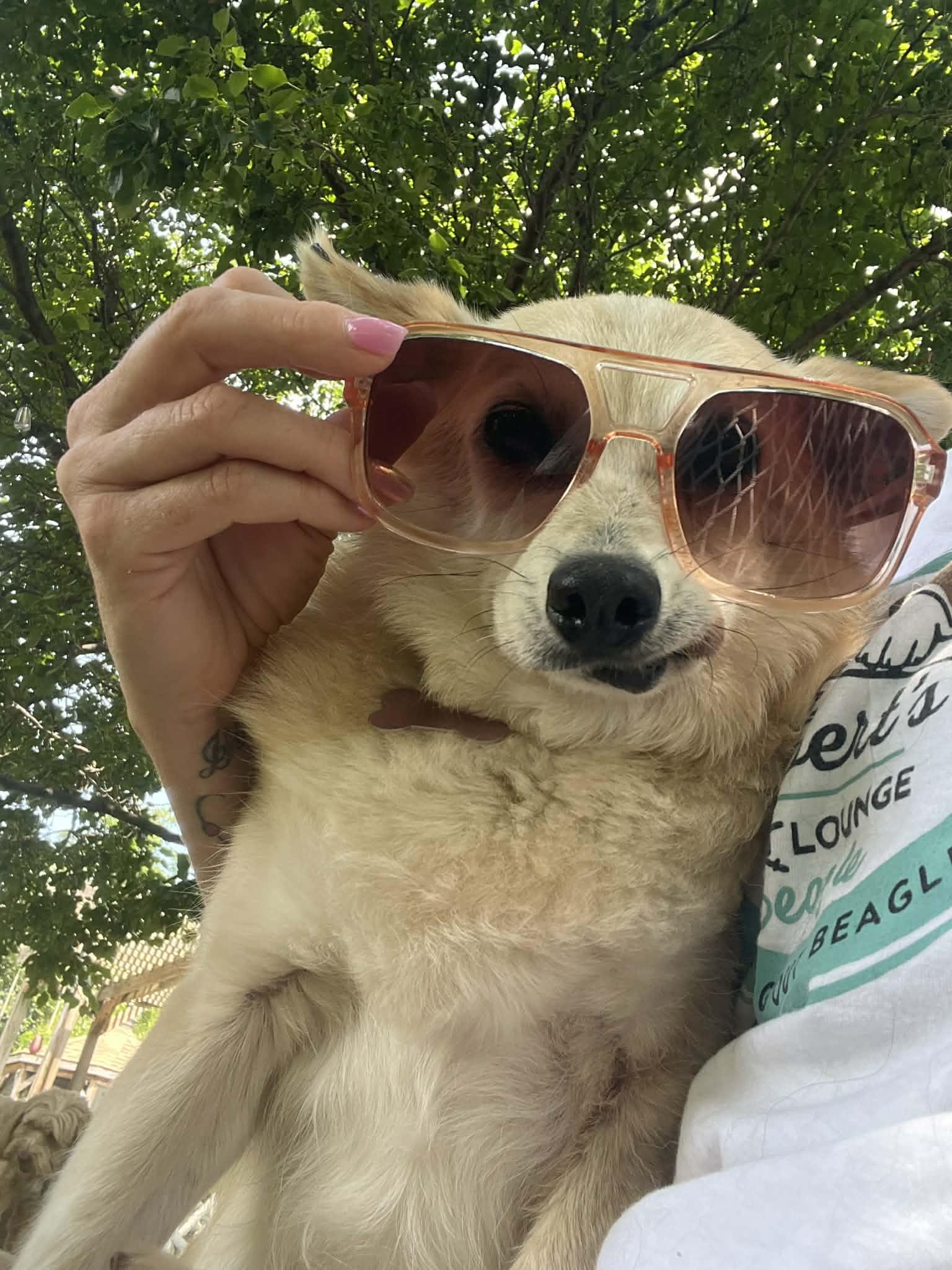 Pax, ADOPTABLE, Senior Female Corgi & Chihuahua.