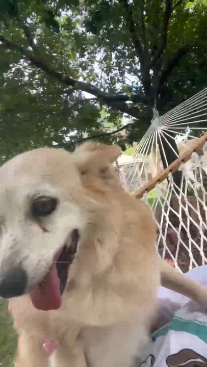 Enlarge Pax, a ADOPTABLE mixed breed in Whitewater, WI video 6/6