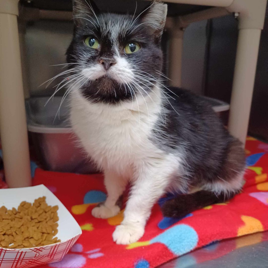 Lilly, an adoptable Domestic Short Hair in Dublin, VA_image-1