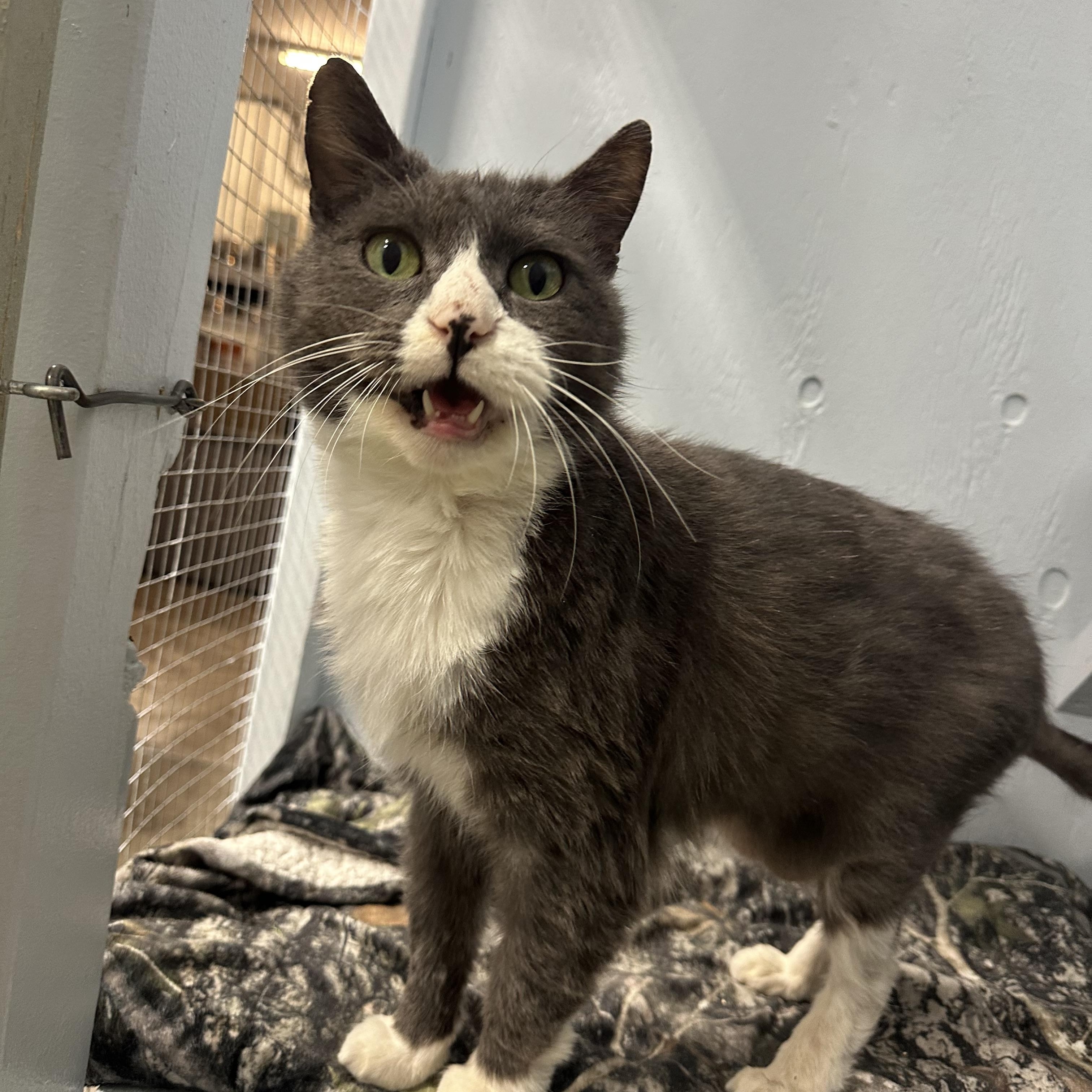 Vivienne, a Adoptable Domestic Short Hair in Mission, BC image 2/2