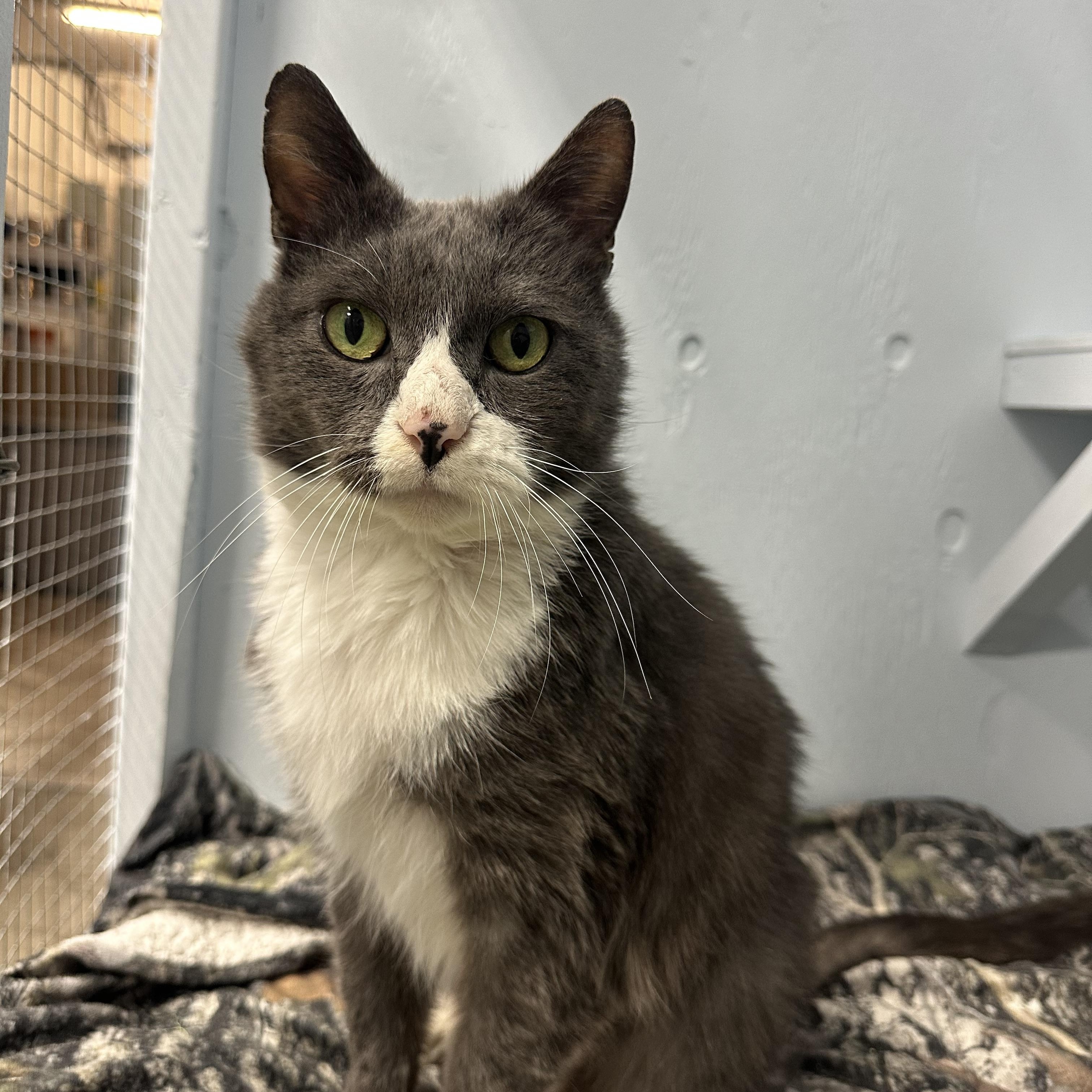 Vivienne, Adoptable, Senior Female Domestic Short Hair.