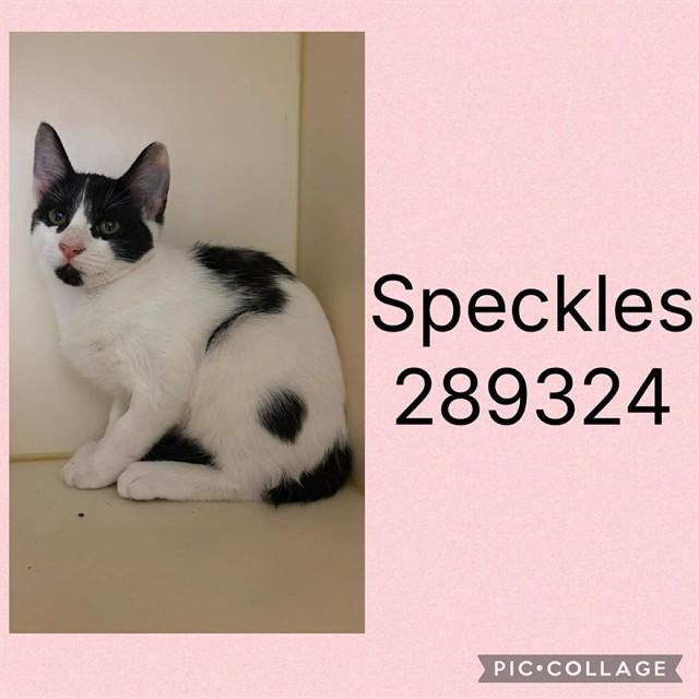 SPECKLES, Adoptable, Kitten Female Domestic Short Hair.