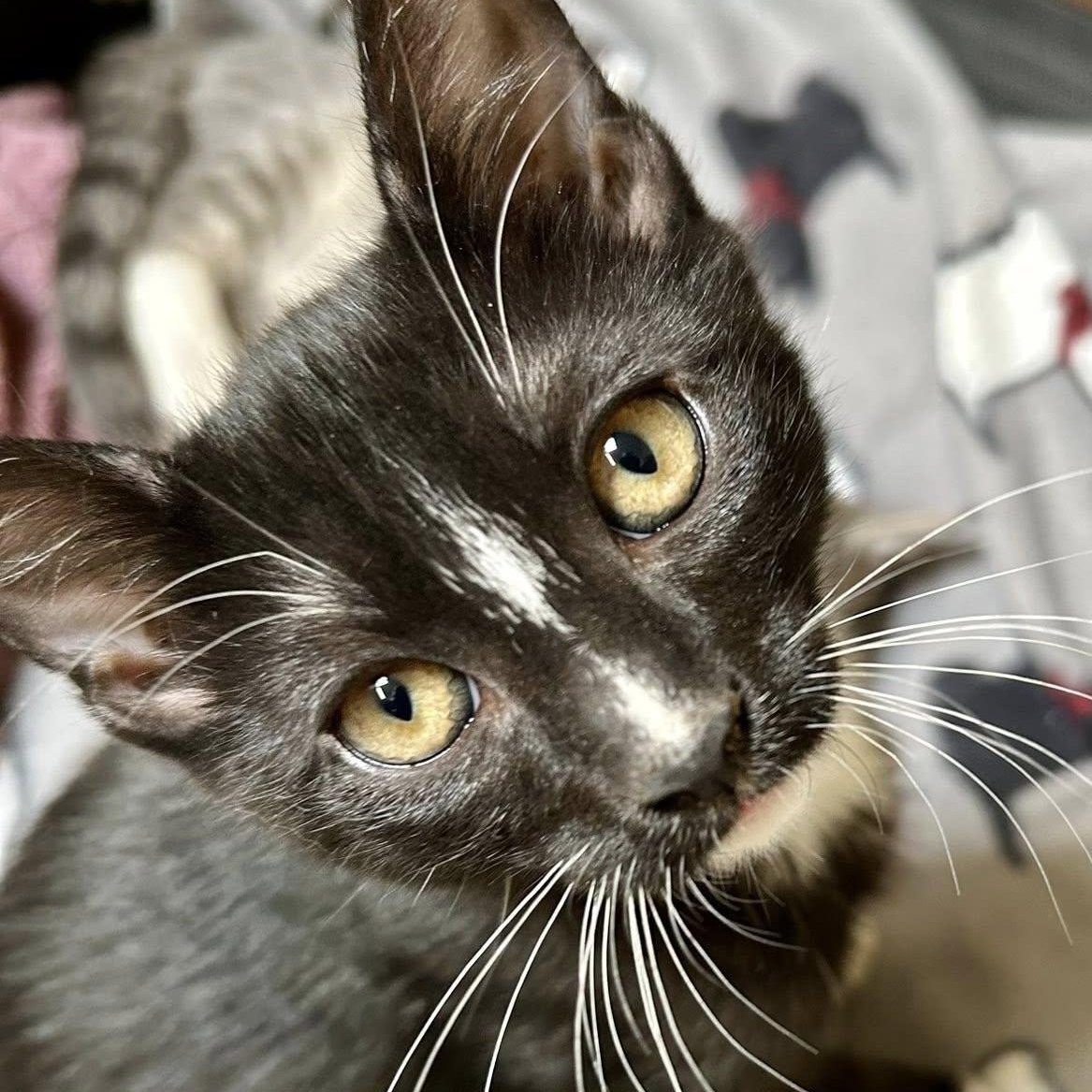BLAZE, Baby Male unknown