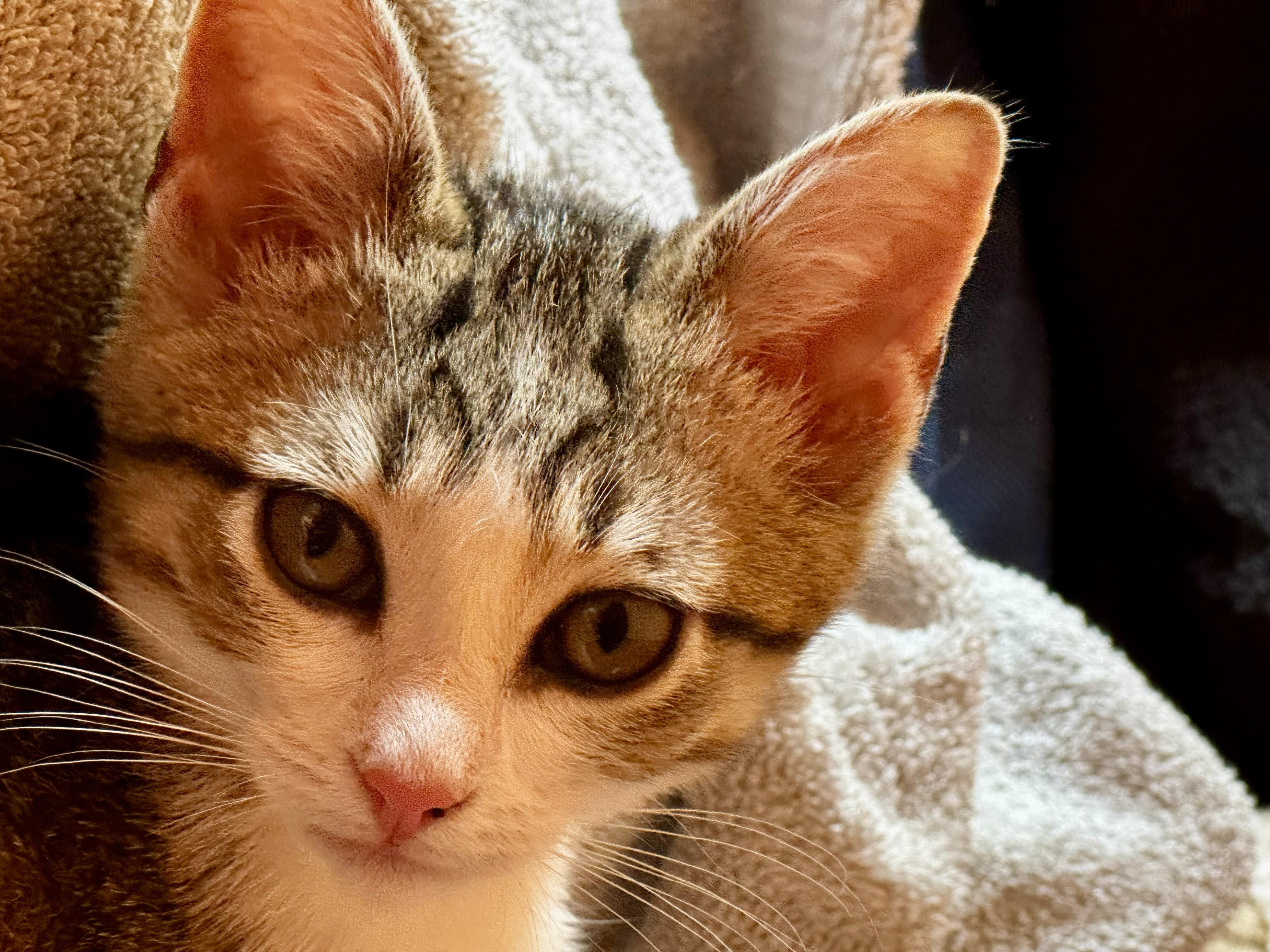 Enlarge Sugar & Spice, an adopted Domestic Short Hair in Johnson City, TN image 6/6