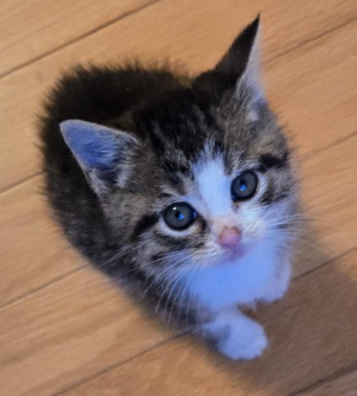 Spice, Adoptable, Kitten Male Domestic Short Hair.