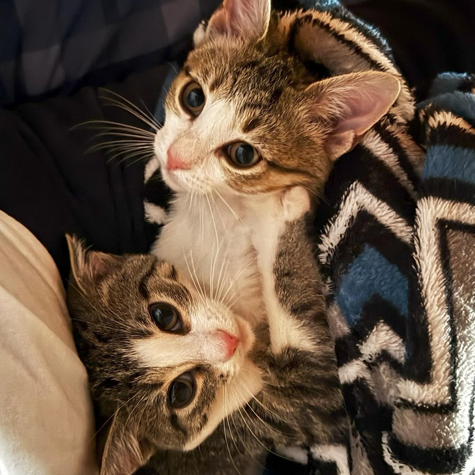 Enlarge Sugar & Spice, an adopted Domestic Short Hair in Johnson City, TN image 1/6