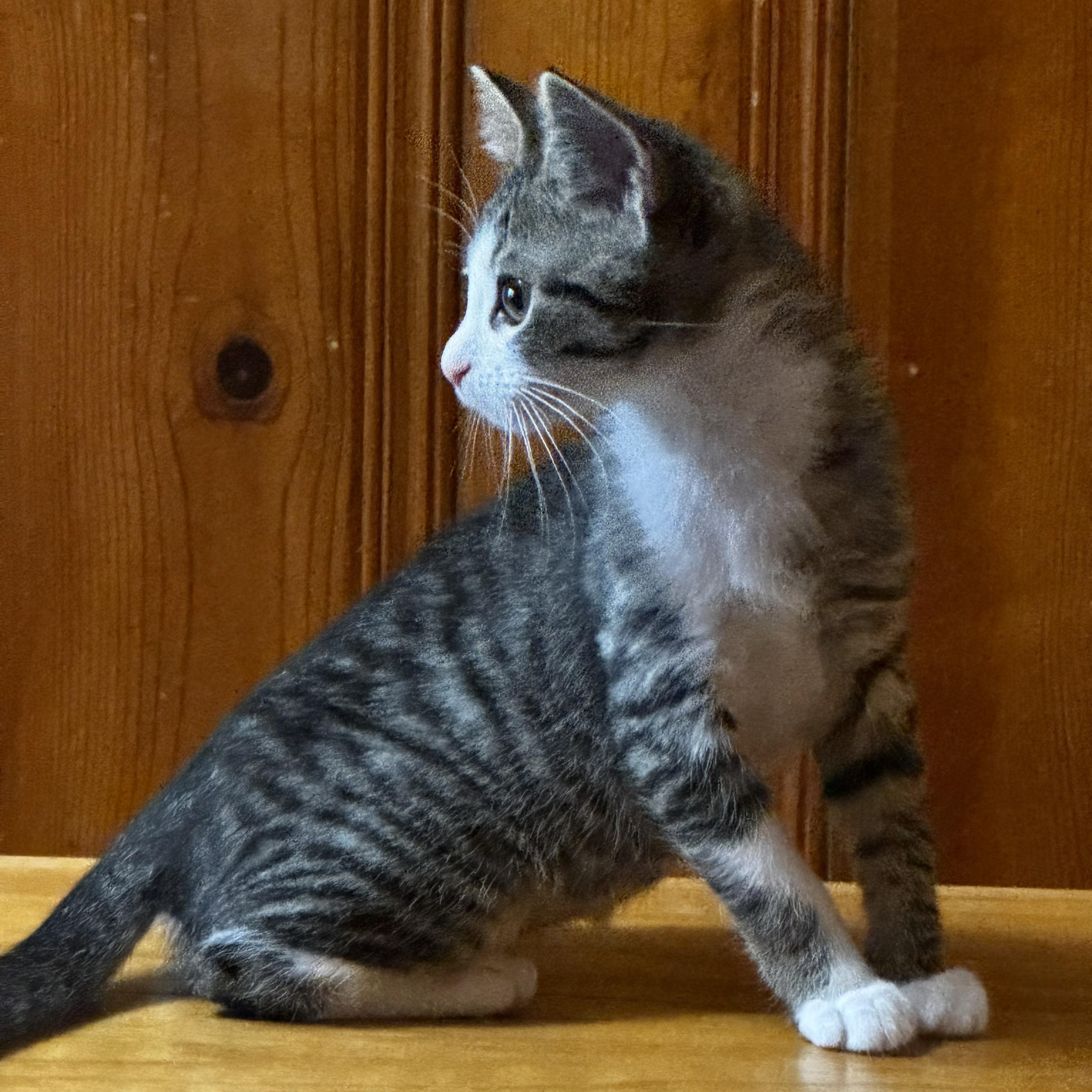 Enlarge Sugar & Spice, an adopted Domestic Short Hair in Johnson City, TN image 3/6