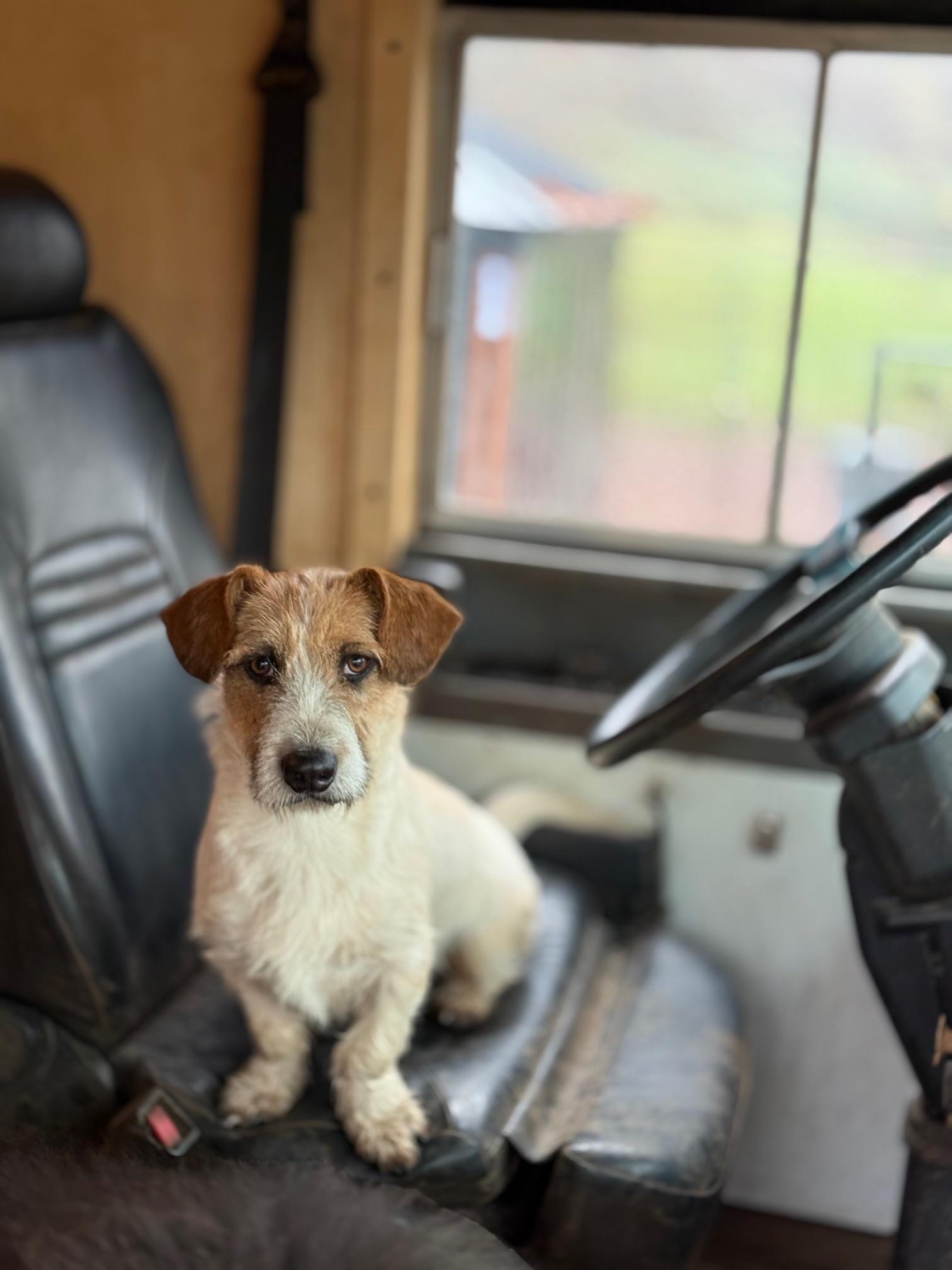 Norman, an adopted mixed breed in Portland, OR image 1/4