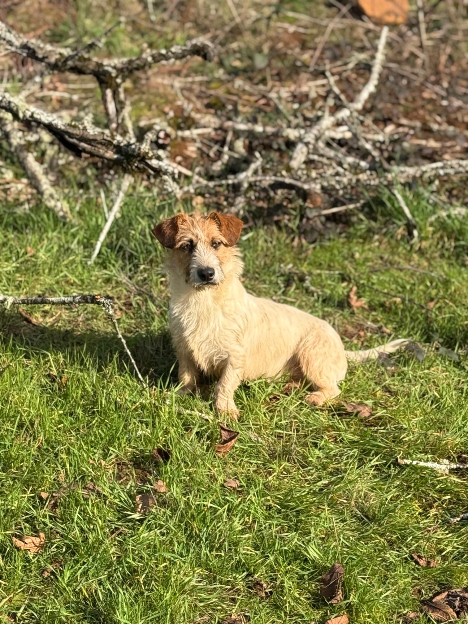 Norman, an adopted mixed breed in Portland, OR image 3/4