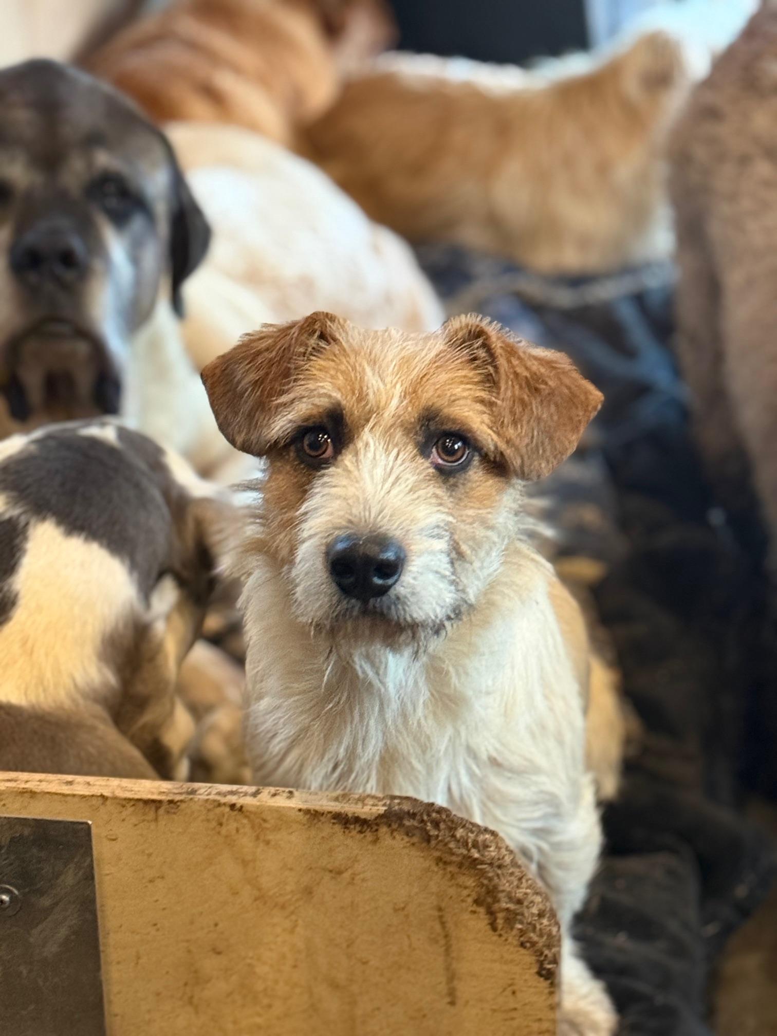 Norman, an adopted mixed breed in Portland, OR image 2/4