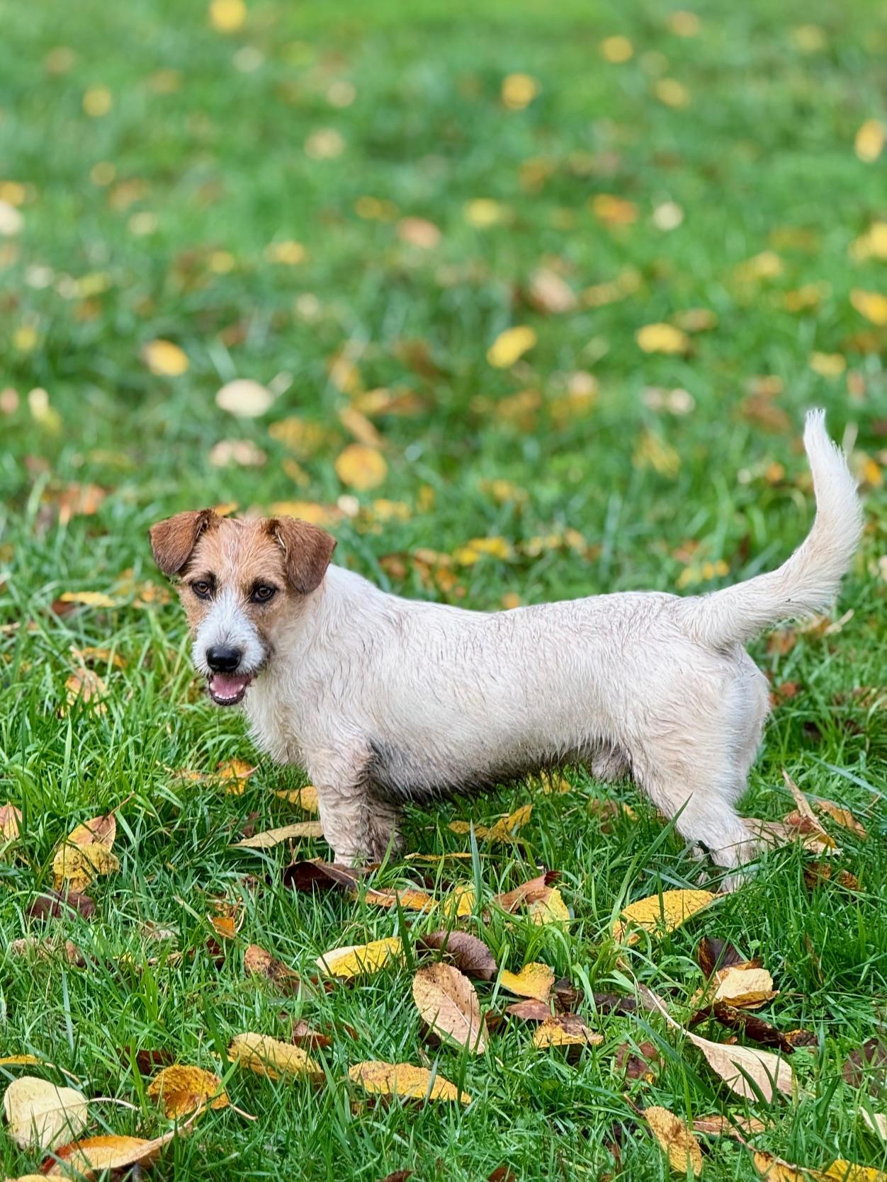 Norman, an adopted mixed breed in Portland, OR image 4/4