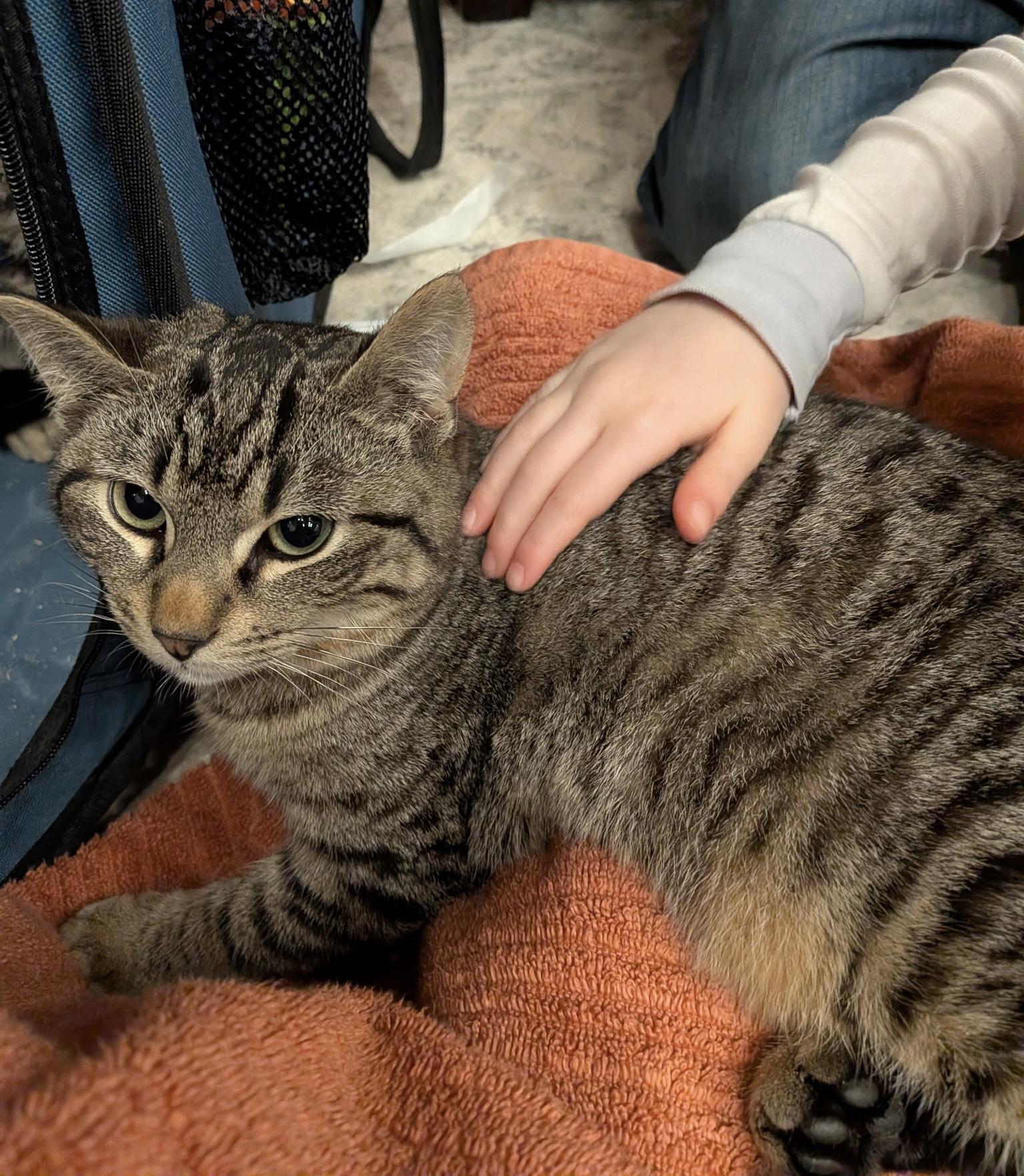 Yoo-hoo (bonded with Tang), ADOPTABLE, Kitten Male Domestic Short Hair.