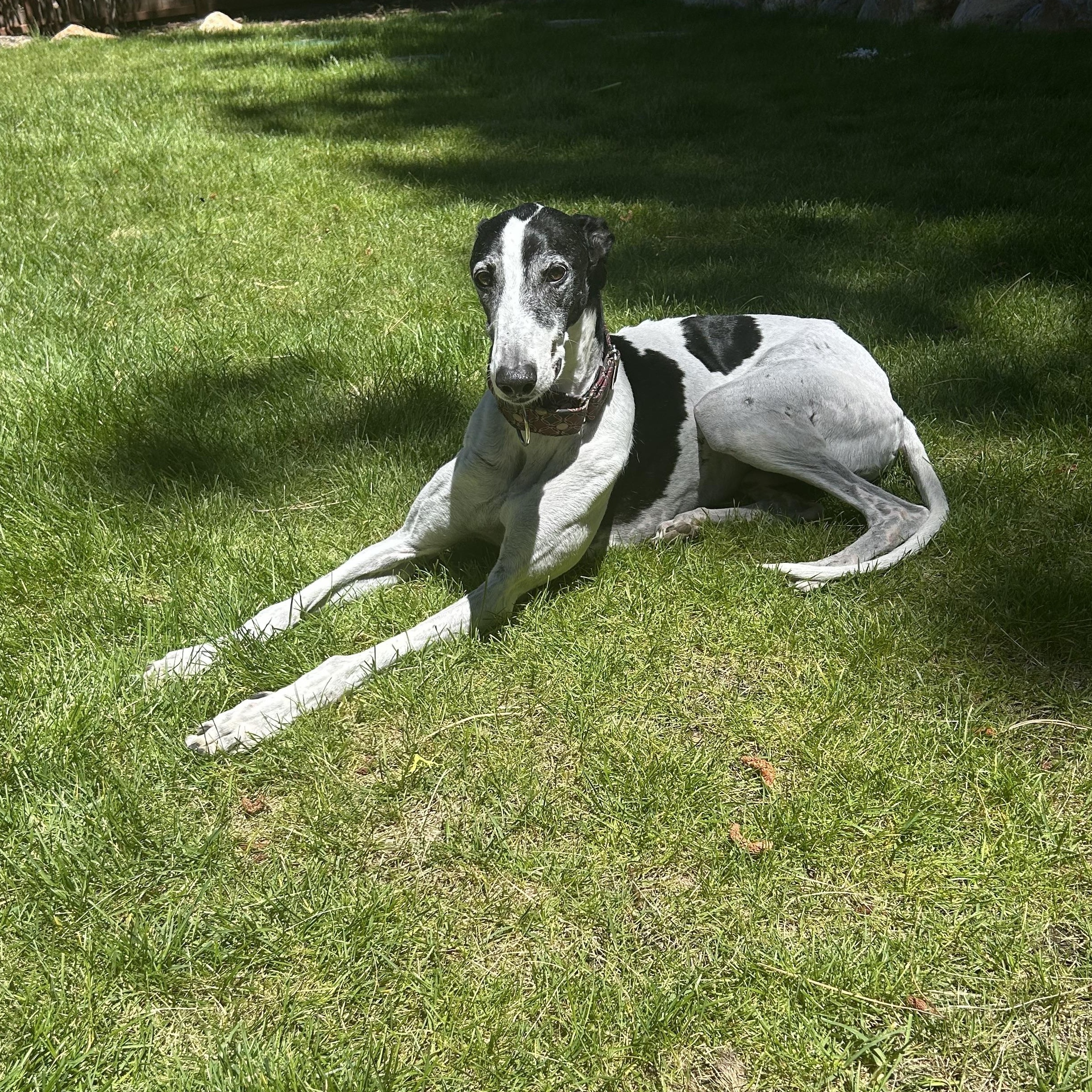 Gi, ADOPTABLE, Adult Male Greyhound.