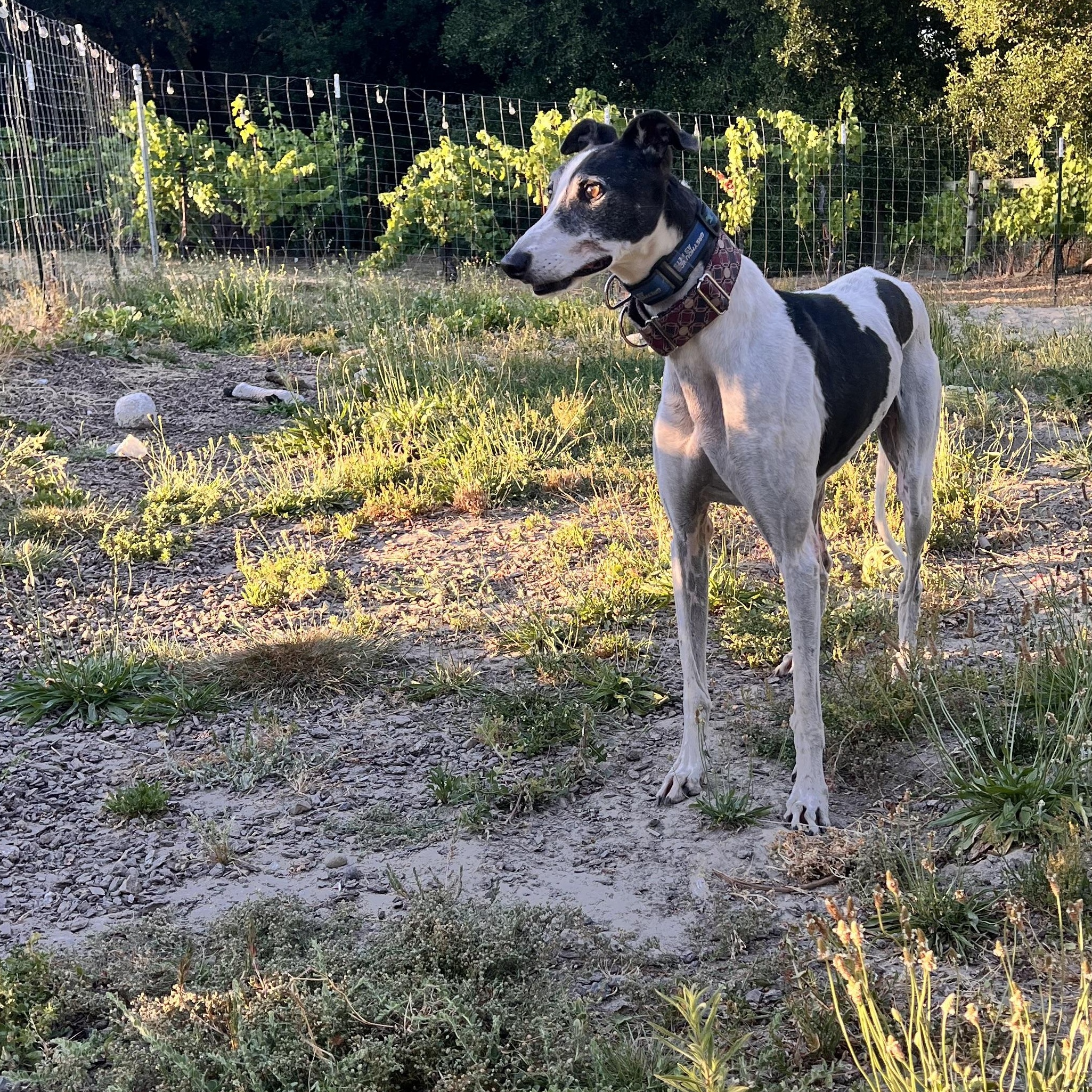 Enlarge Gi, a ADOPTABLE Greyhound in Santa Rosa, CA image 3/6