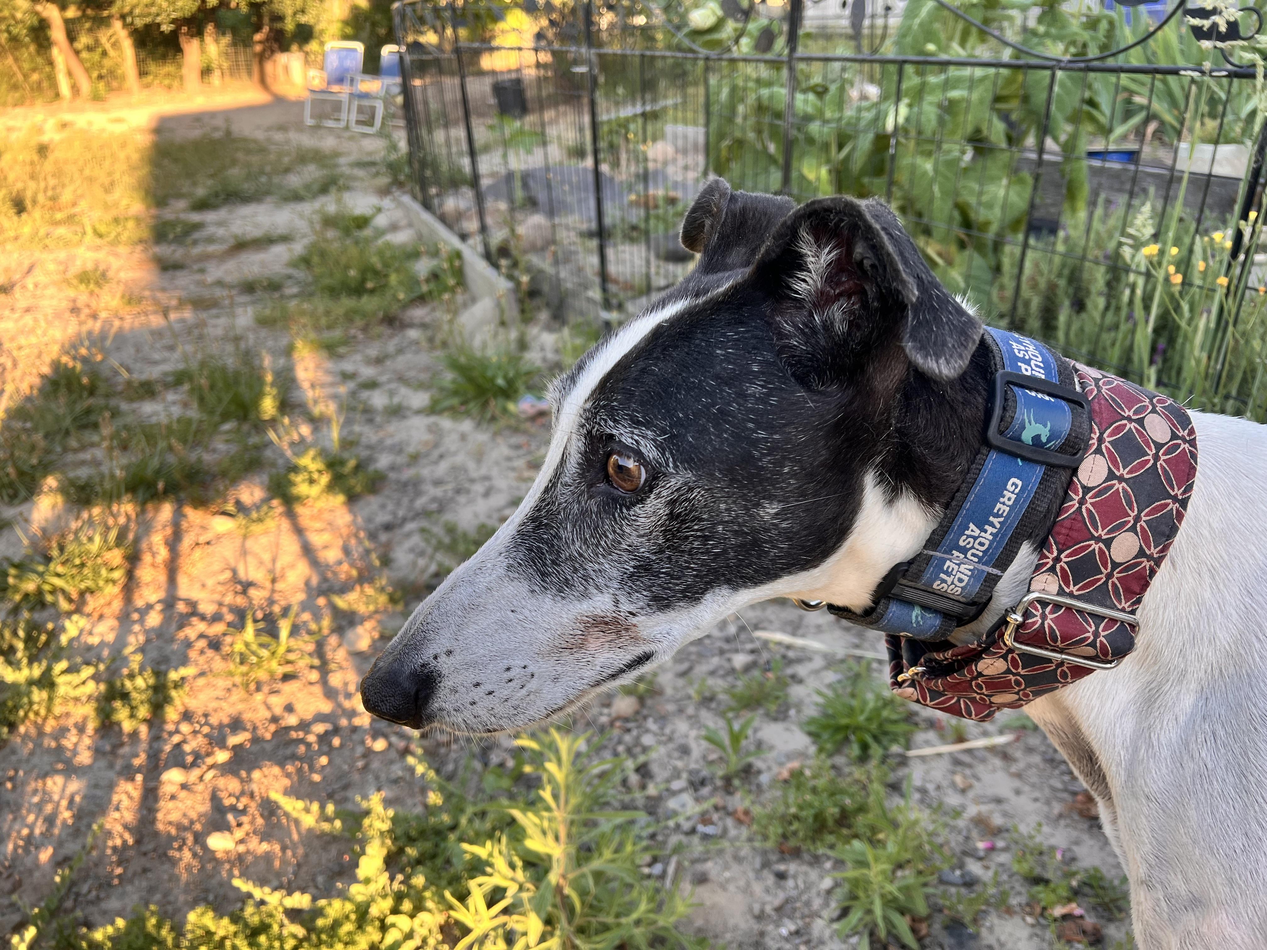 Enlarge Gi, a ADOPTABLE Greyhound in Santa Rosa, CA image 4/6
