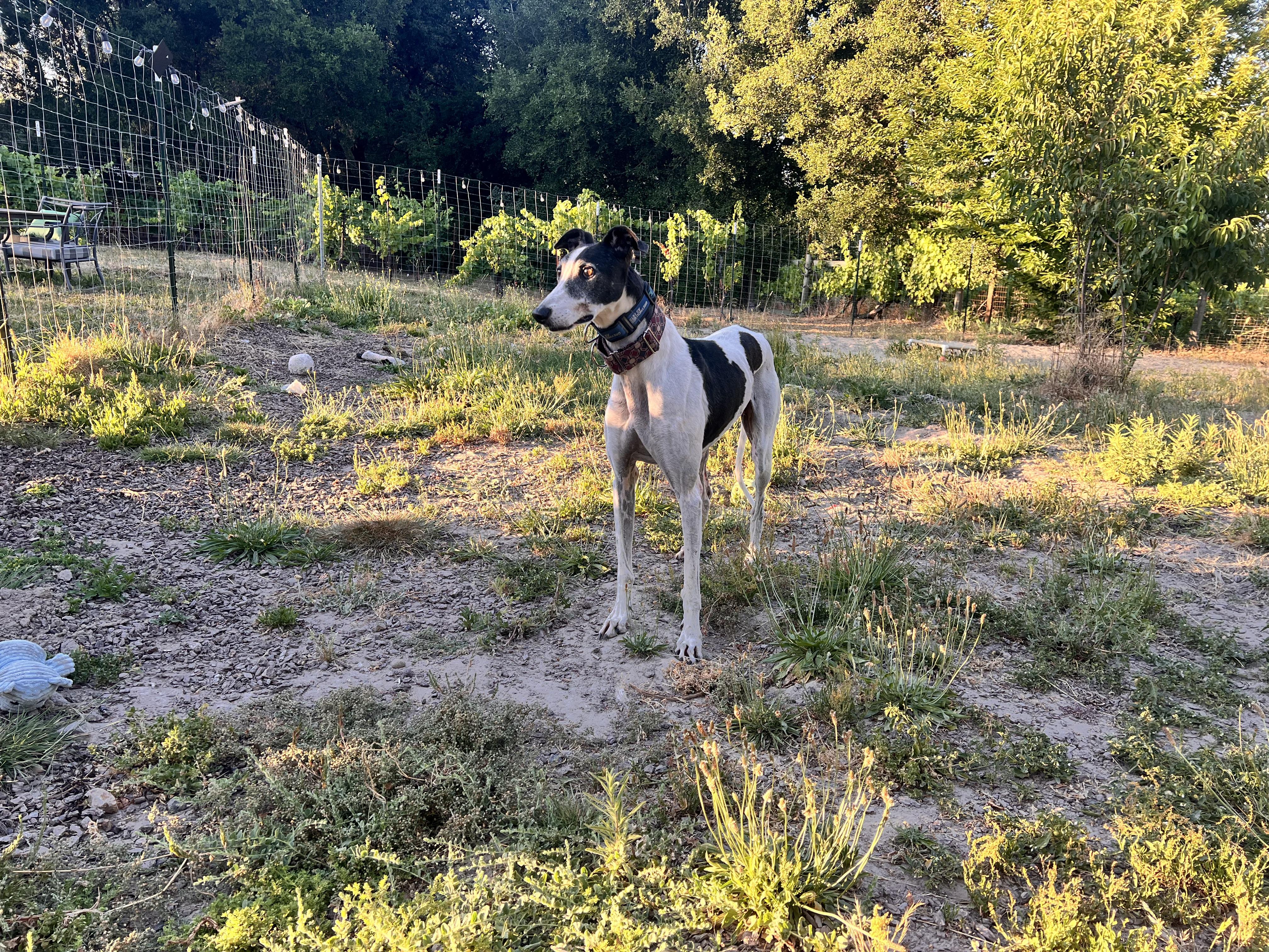 Enlarge Gi, a ADOPTABLE Greyhound in Santa Rosa, CA image 5/6