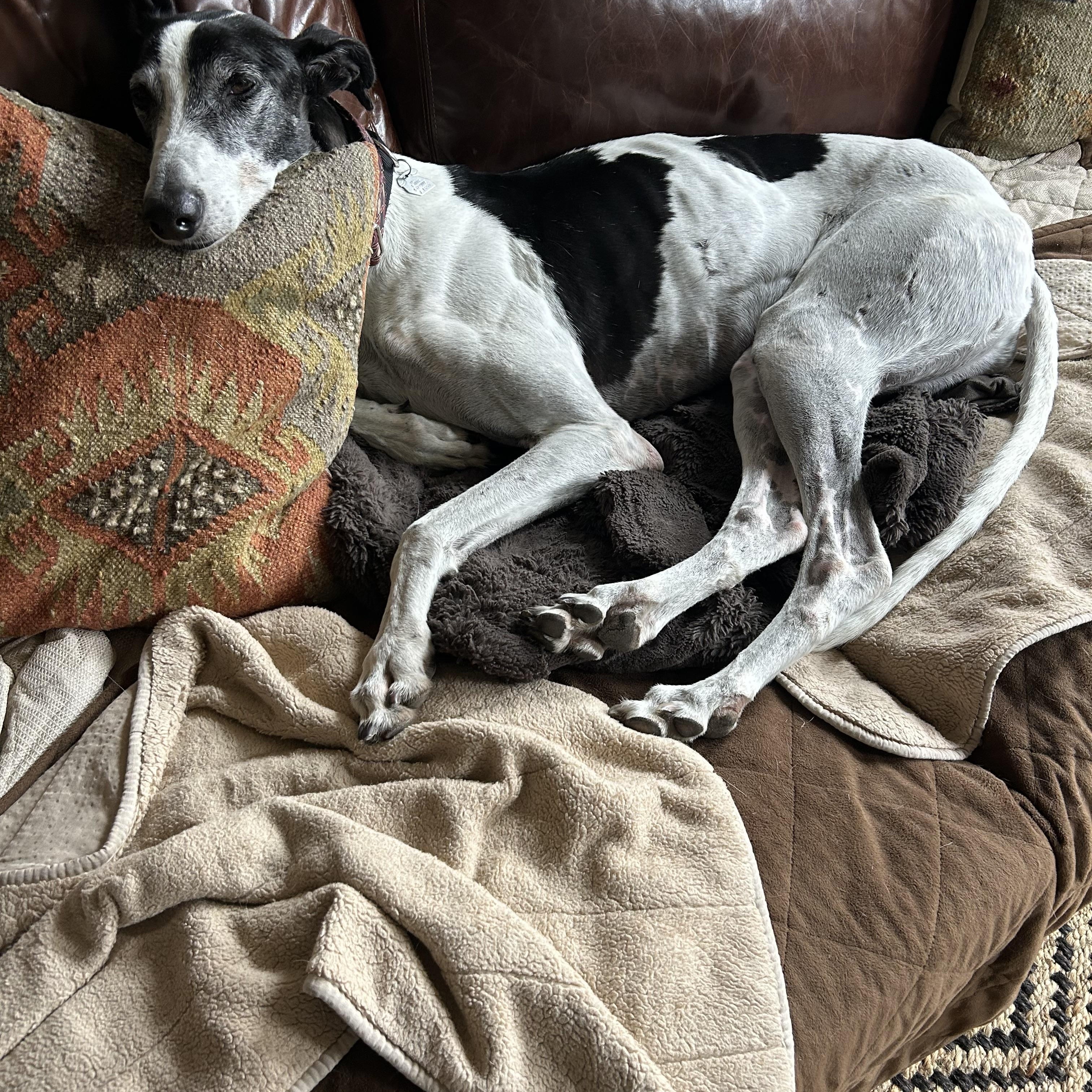 Enlarge Gi, a ADOPTABLE Greyhound in Santa Rosa, CA image 2/6