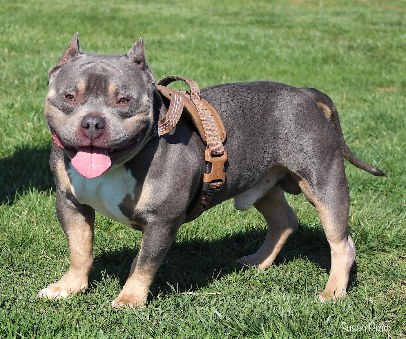Enlarge Bussa, a ADOPTABLE American Bully in Bedford, VA image 3/3