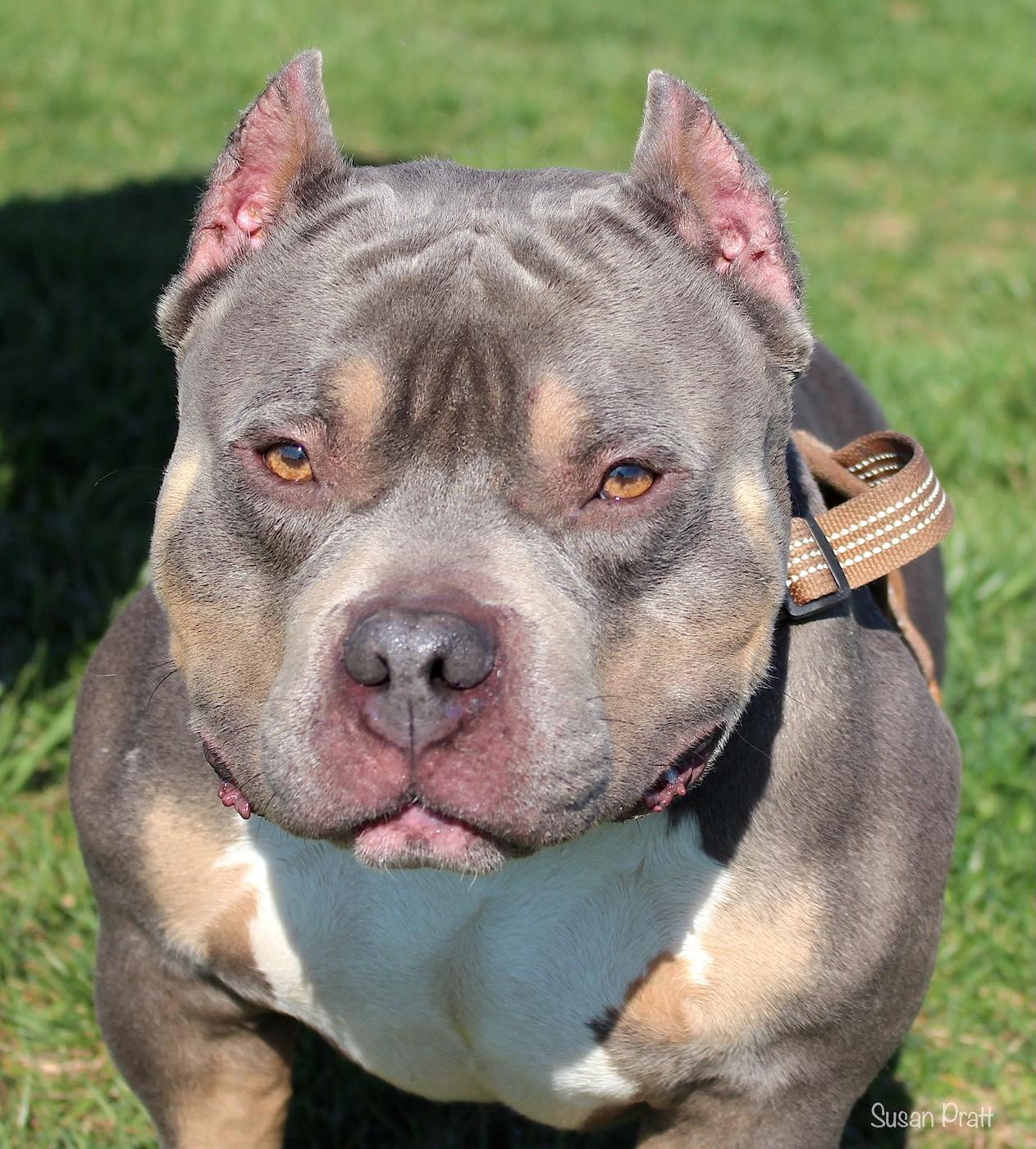 Bussa, ADOPTABLE, Adult Male American Bully.