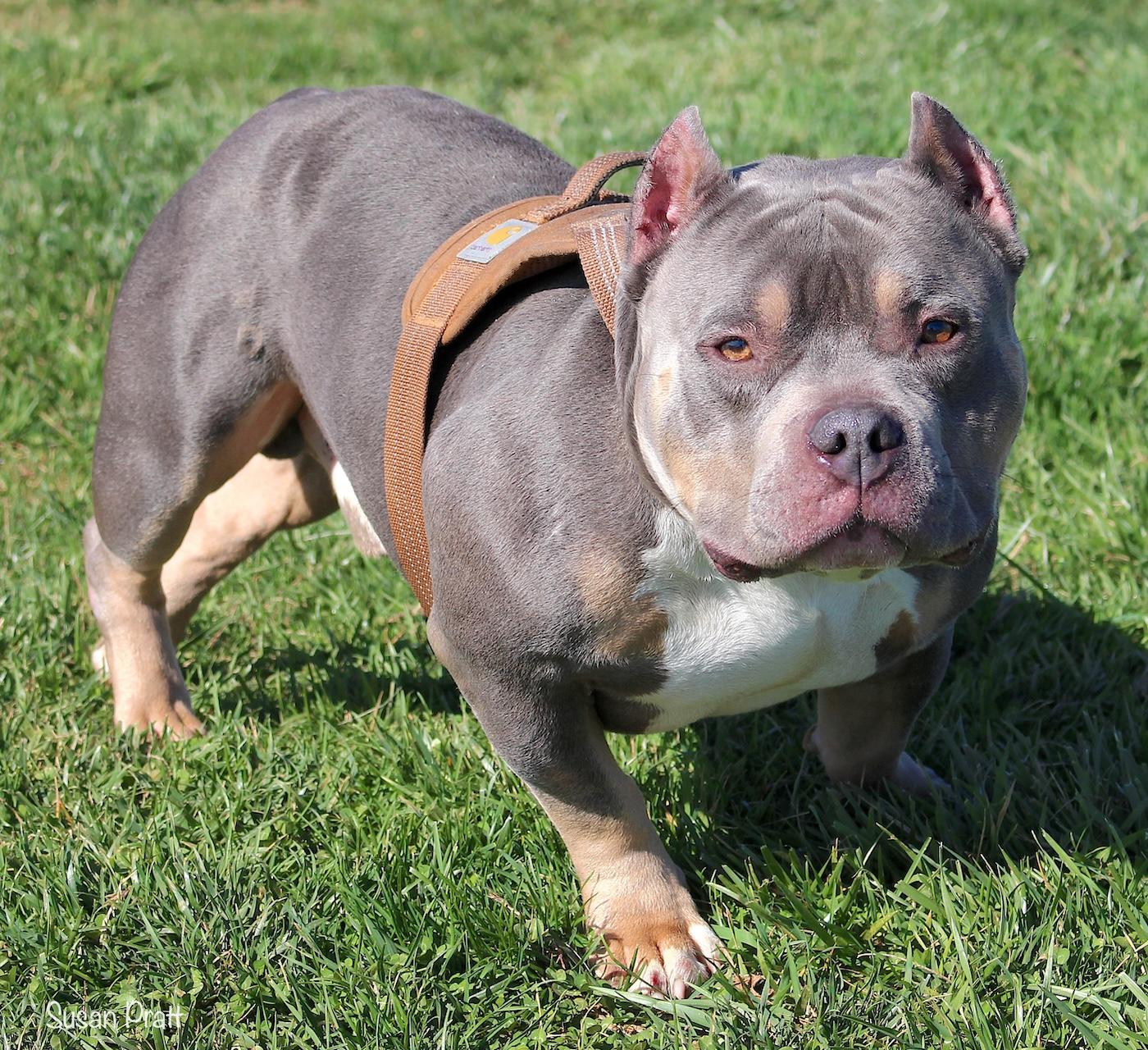 Enlarge Bussa, a ADOPTABLE American Bully in Bedford, VA image 2/3