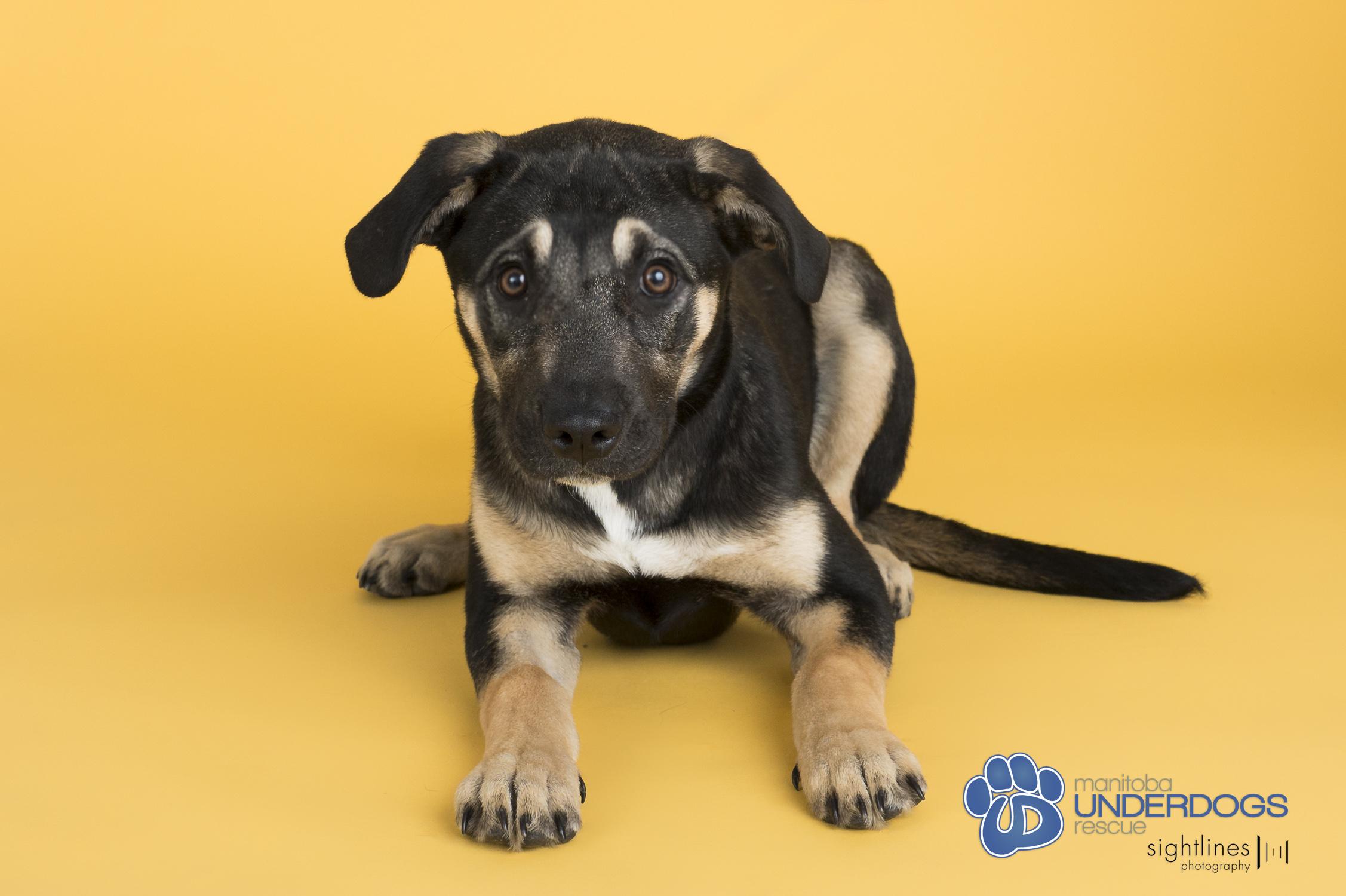 Robinson, a Adoptable mixed breed in Winnipeg, MB image 1/5