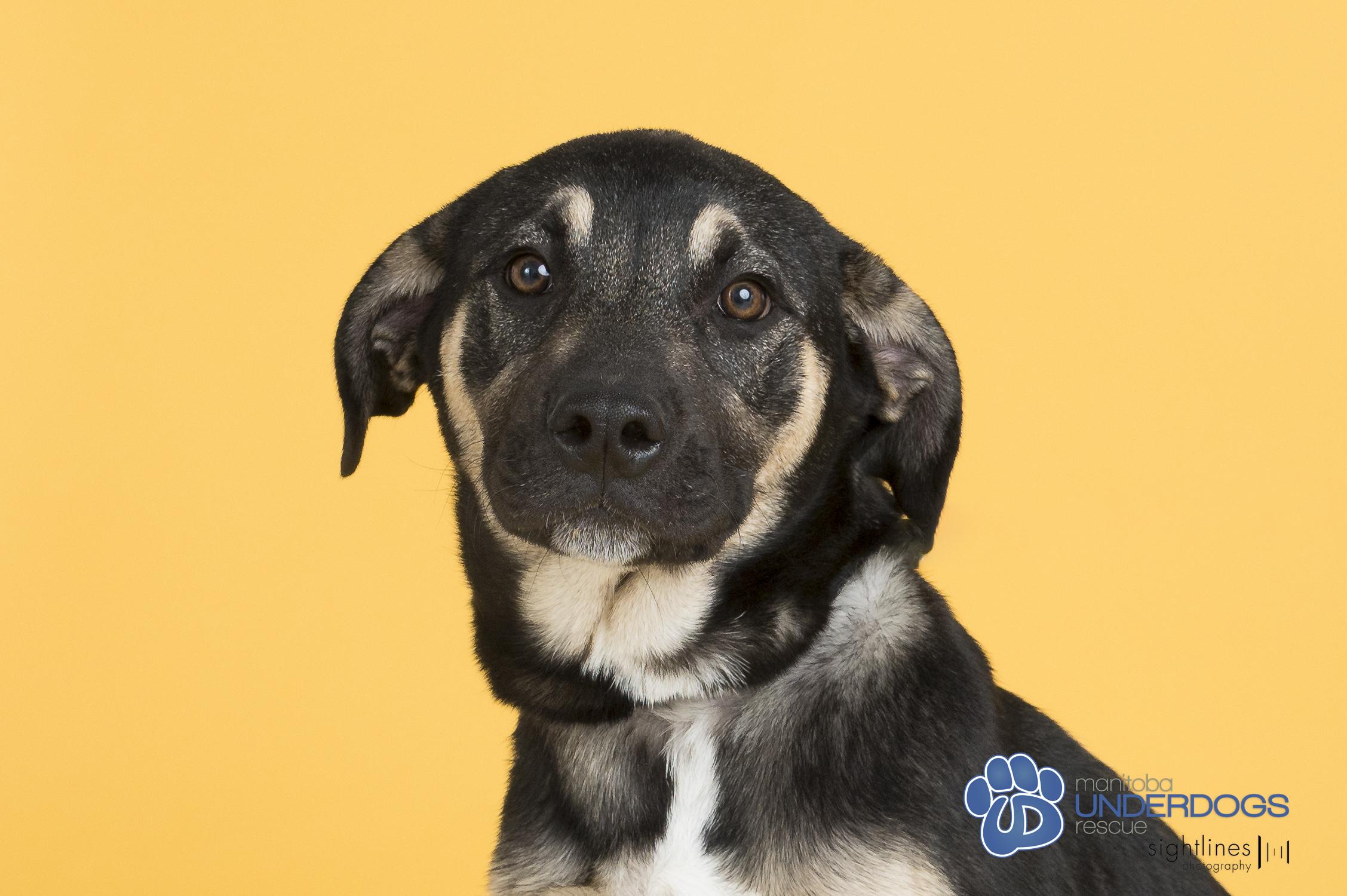 Robinson, a Adoptable mixed breed in Winnipeg, MB image 2/5