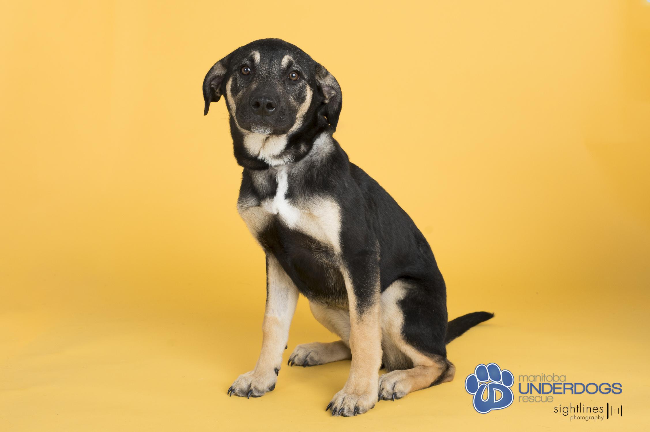 Robinson, a Adoptable mixed breed in Winnipeg, MB image 4/5