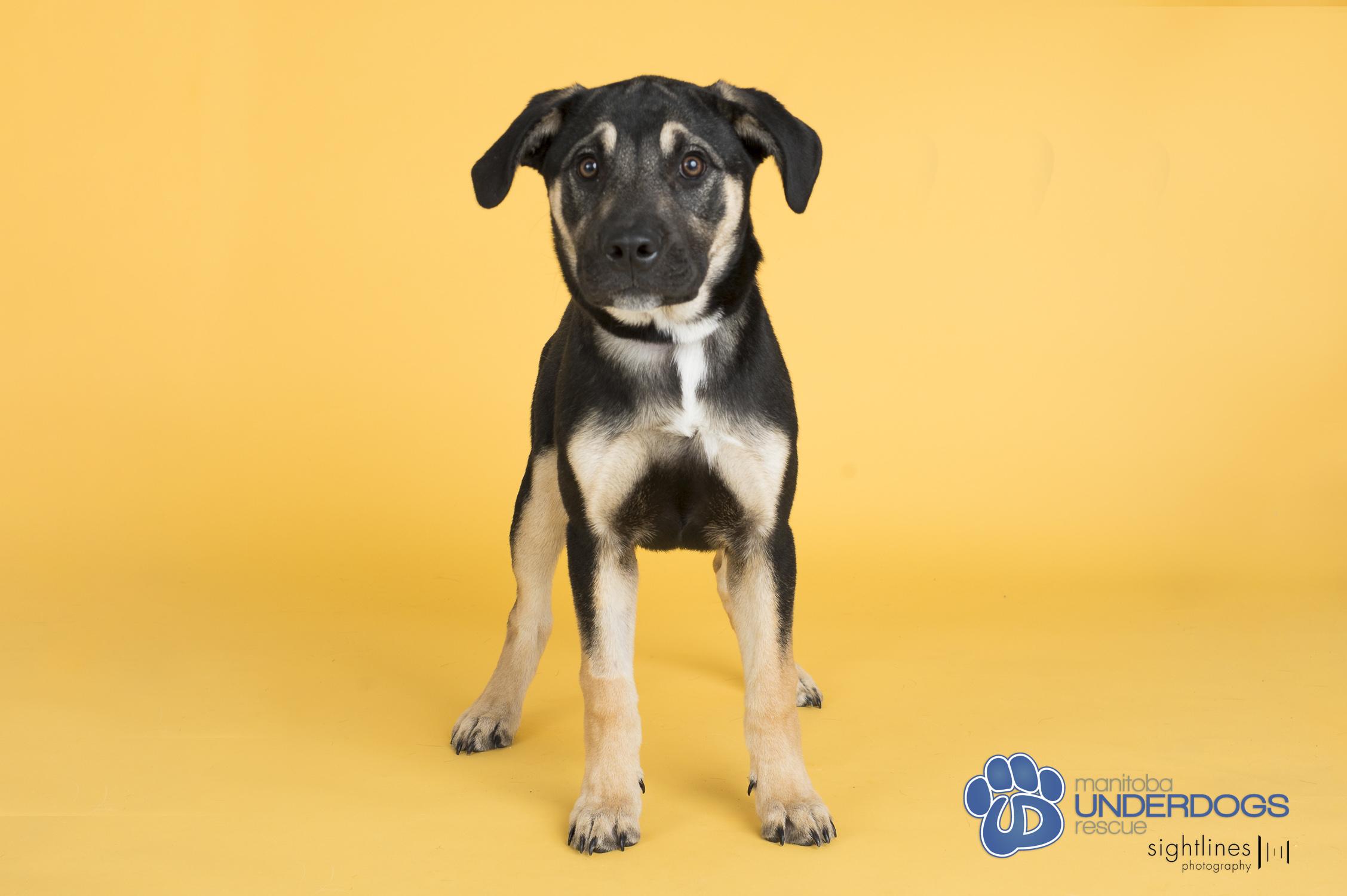 Robinson, a Adoptable mixed breed in Winnipeg, MB image 5/5