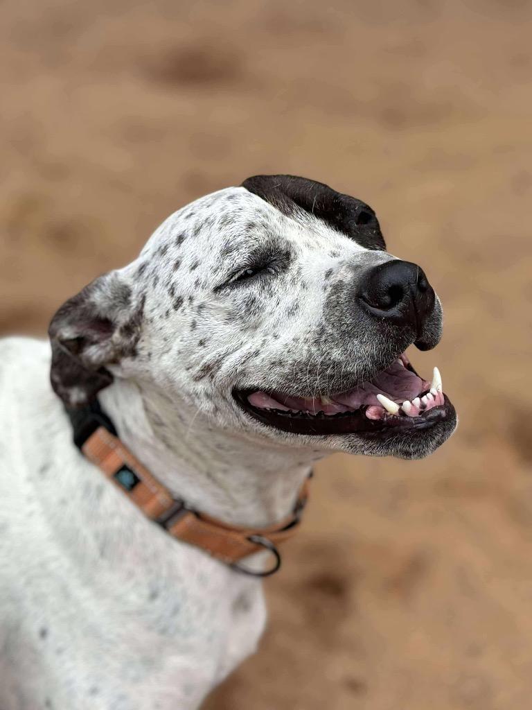 Enlarge Eleanor, a Adoptable Pit Bull Terrier in Rutherfordton, NC image 1/3
