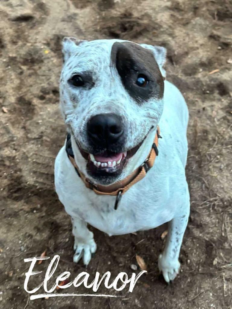 Enlarge Eleanor, a Adoptable Pit Bull Terrier in Rutherfordton, NC image 2/3
