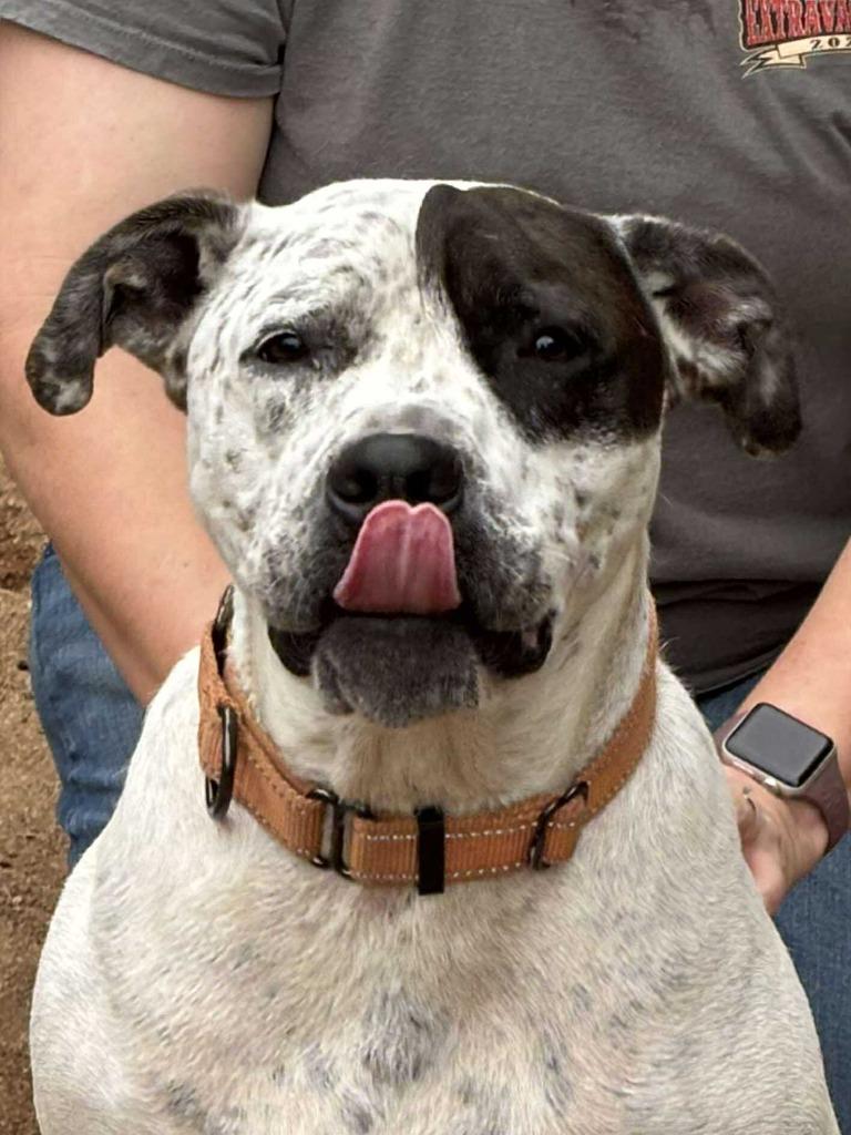 Enlarge Eleanor, a Adoptable Pit Bull Terrier in Rutherfordton, NC image 3/3