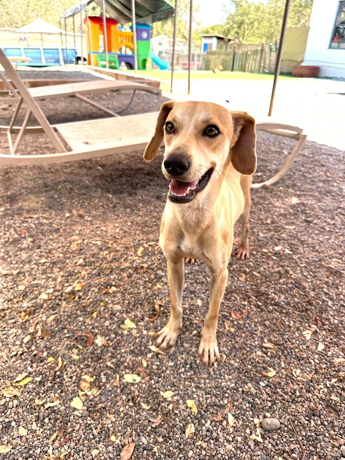 Enlarge Skippy, a Adoptable Mixed Breed in San Jose, CA image 6/6